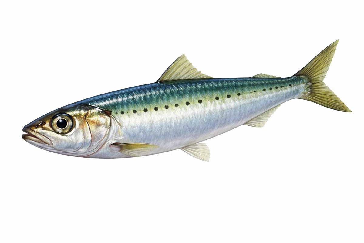 Sardine Trivia｜黒ザクラ