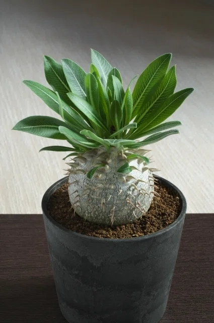 コーデックス】パキポディウムってどんな植物？初心者でも失敗しない