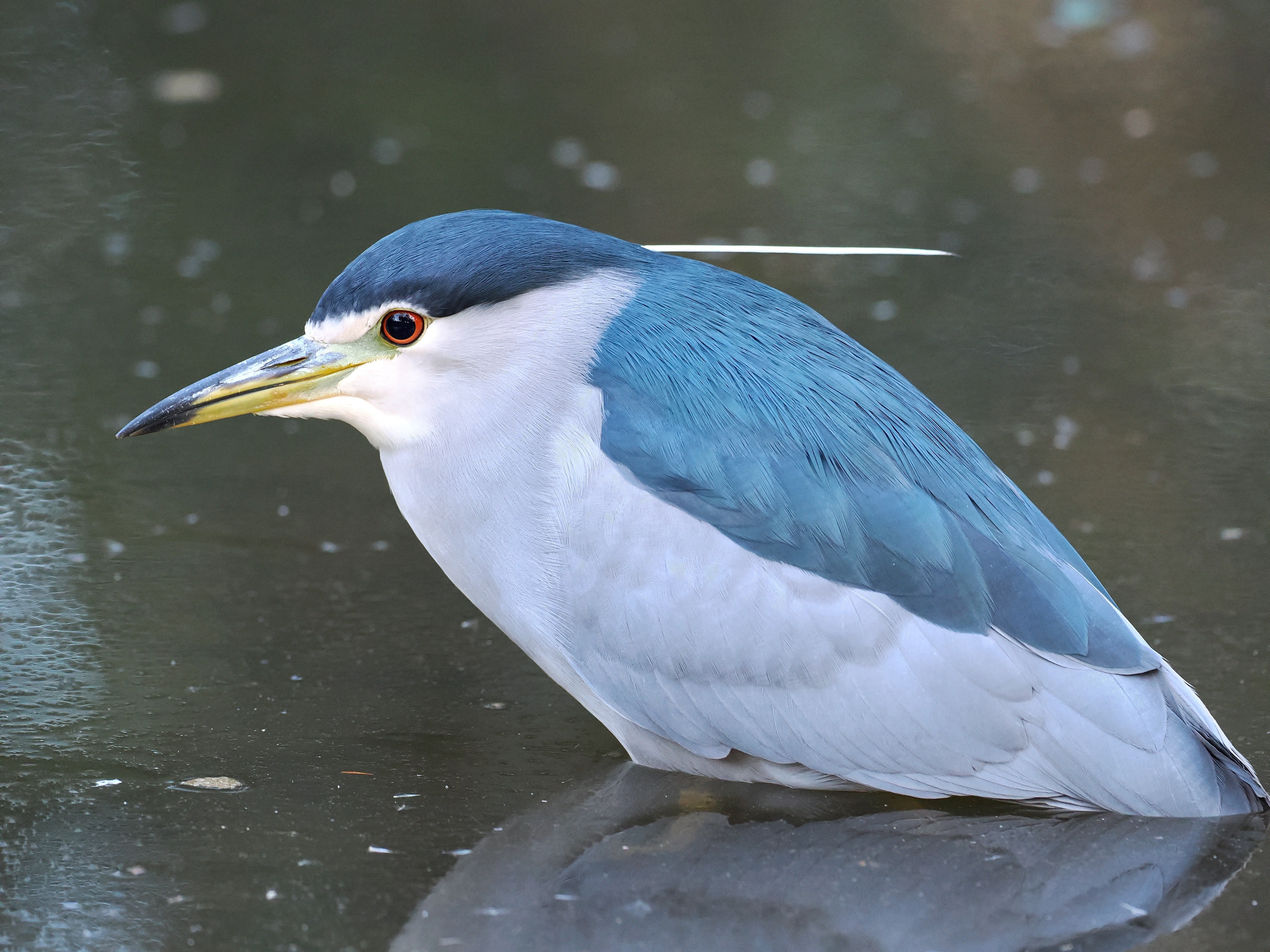 都内W公園とZ川での野鳥観察｜himekuri365