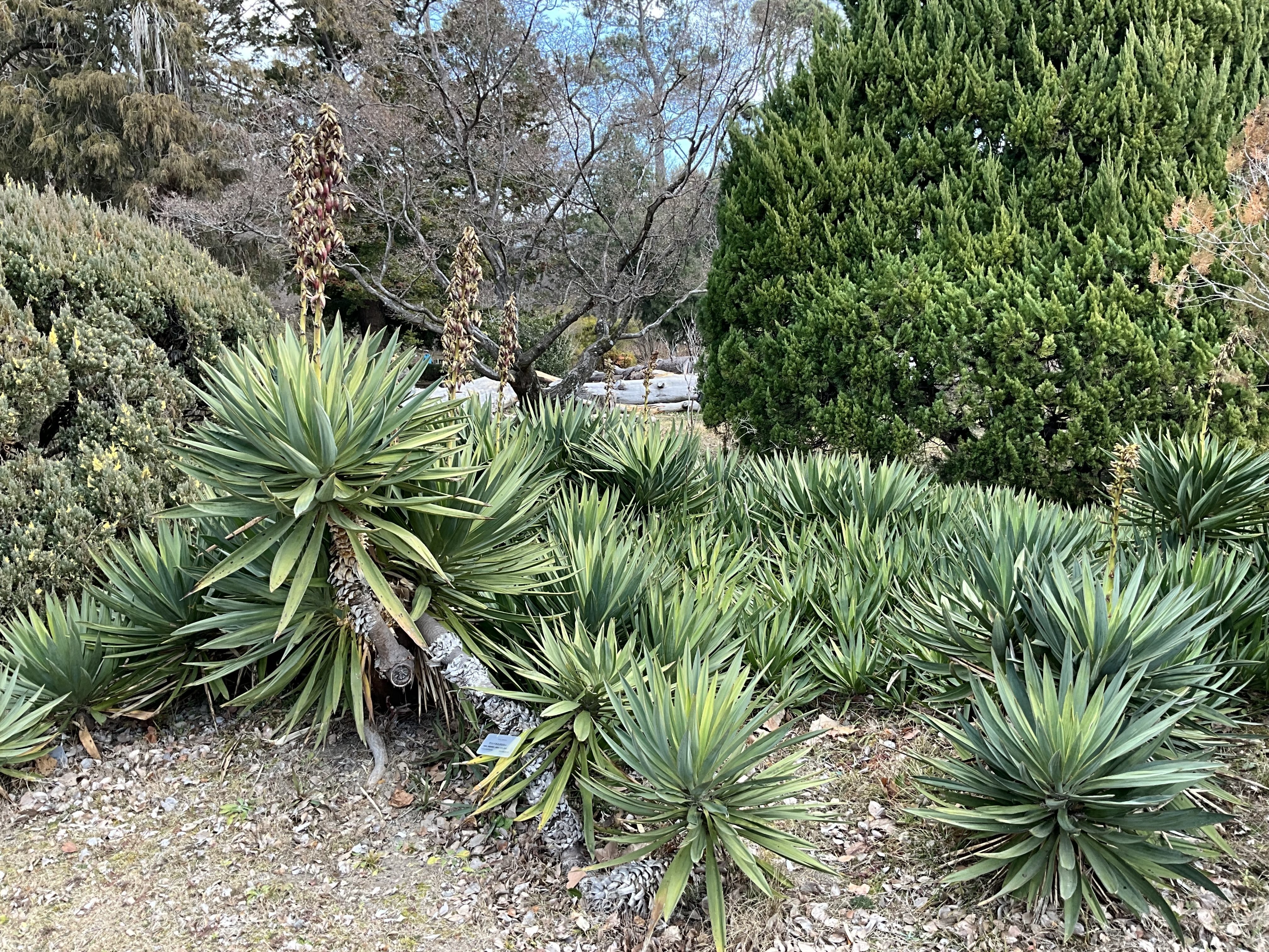 アツバキミガヨランの冬：2026年2月6日（金）｜藤井秀昭（『京都居候