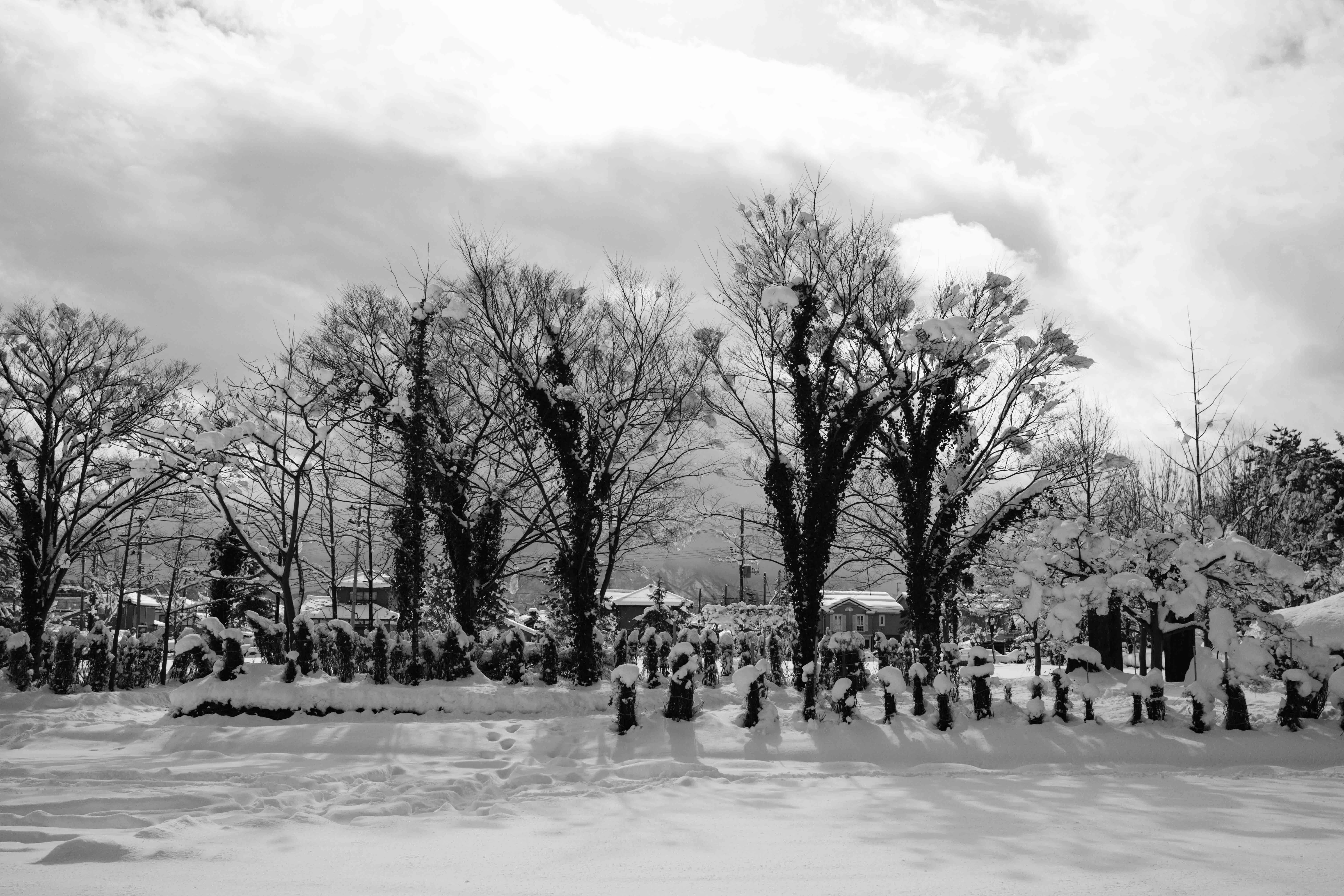 FUJIFILM X-E5 / ACROSで写す雪の日｜chiba