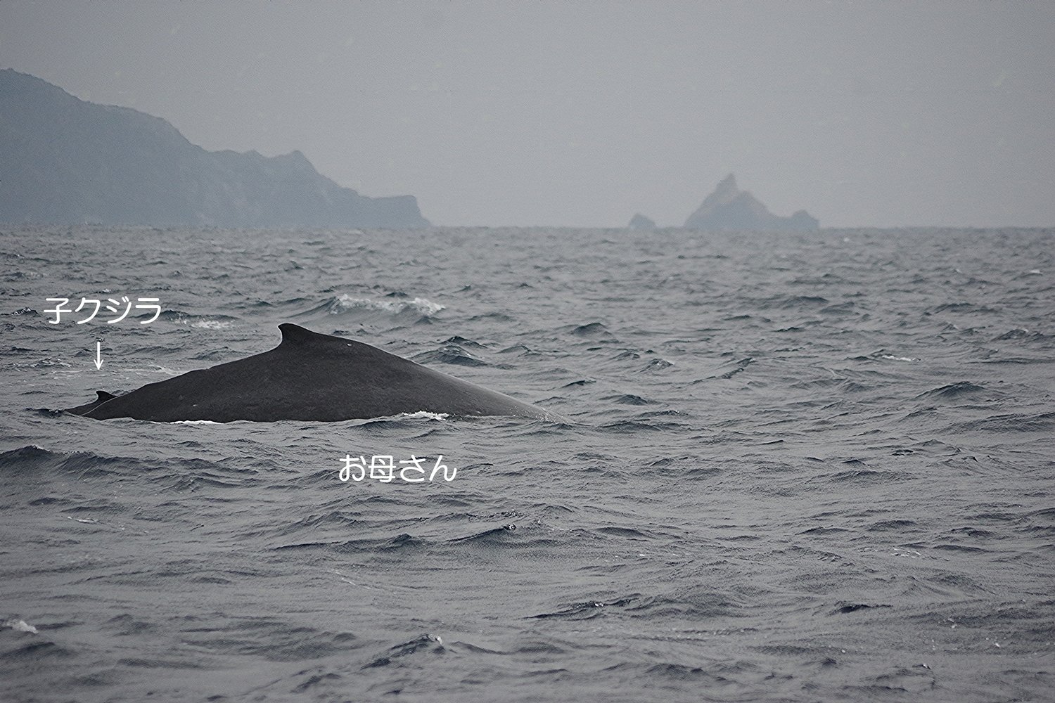 寒くて 長い一日(クジラに 出会えてよかった)｜座間味村ホエール