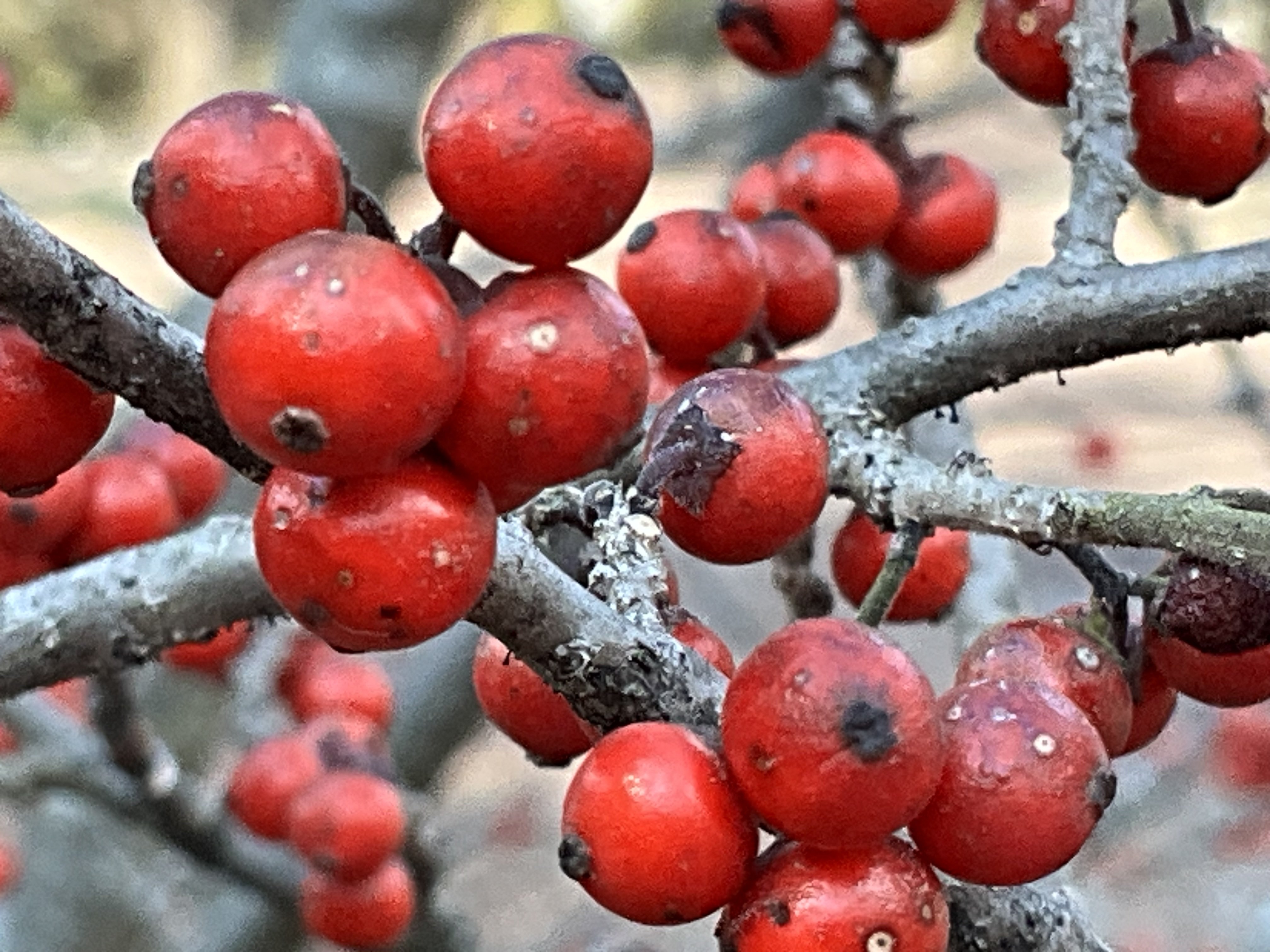 ウメモドキの赤い実（京都府立植物園）：2026年2月3日（火）｜藤井秀昭