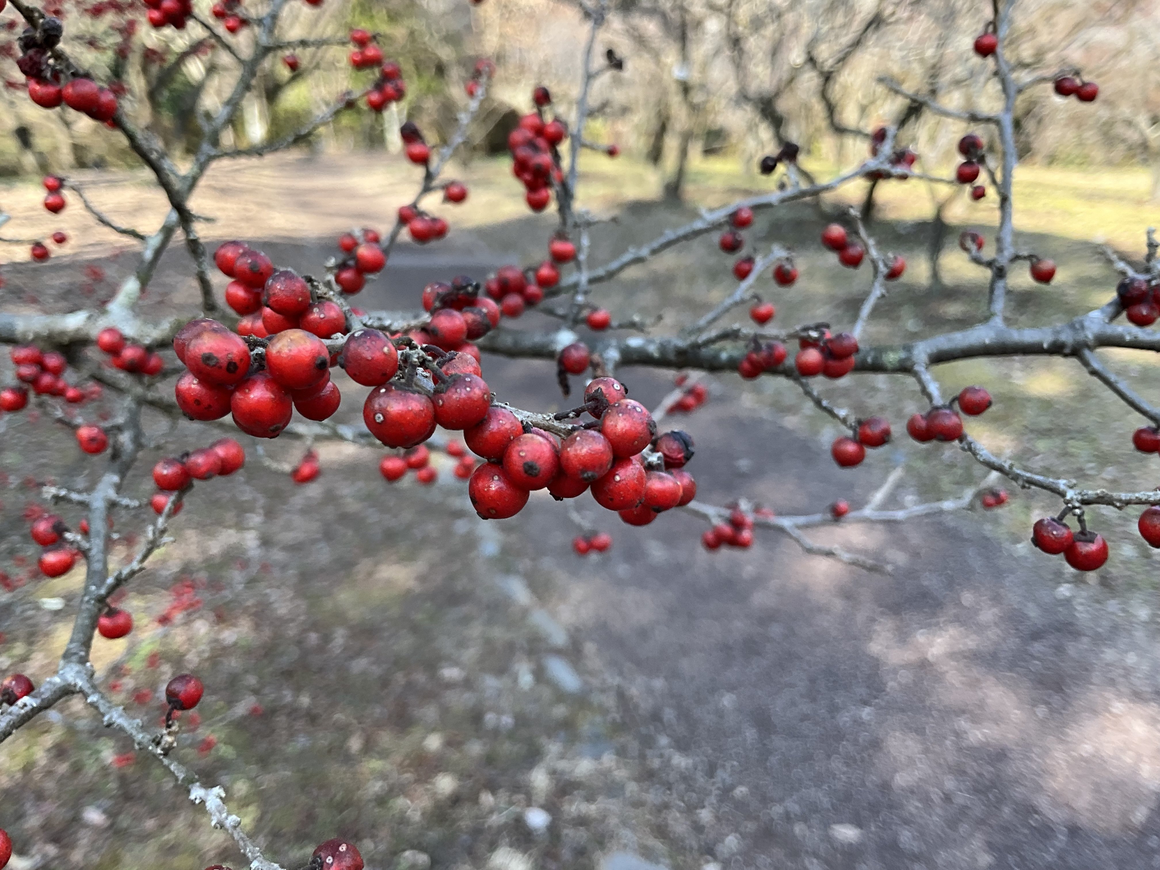 ウメモドキの赤い実（京都府立植物園）：2026年2月3日（火）｜藤井秀昭
