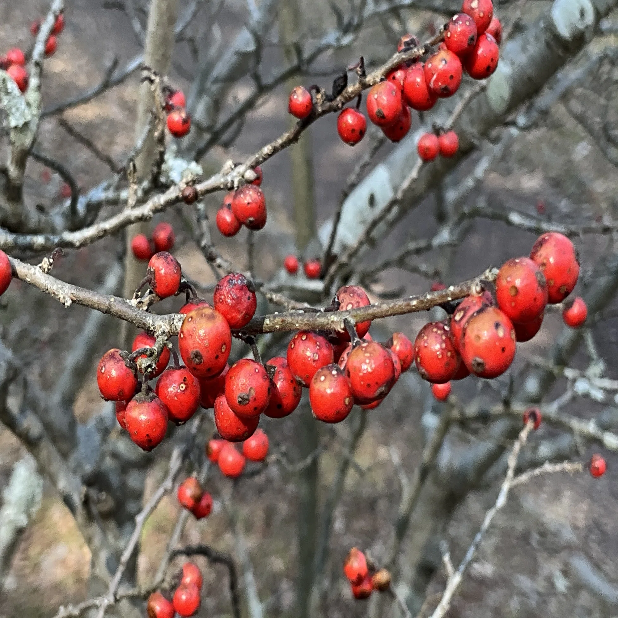 ウメモドキの赤い実（京都府立植物園）：2026年2月3日（火）｜藤井秀昭 