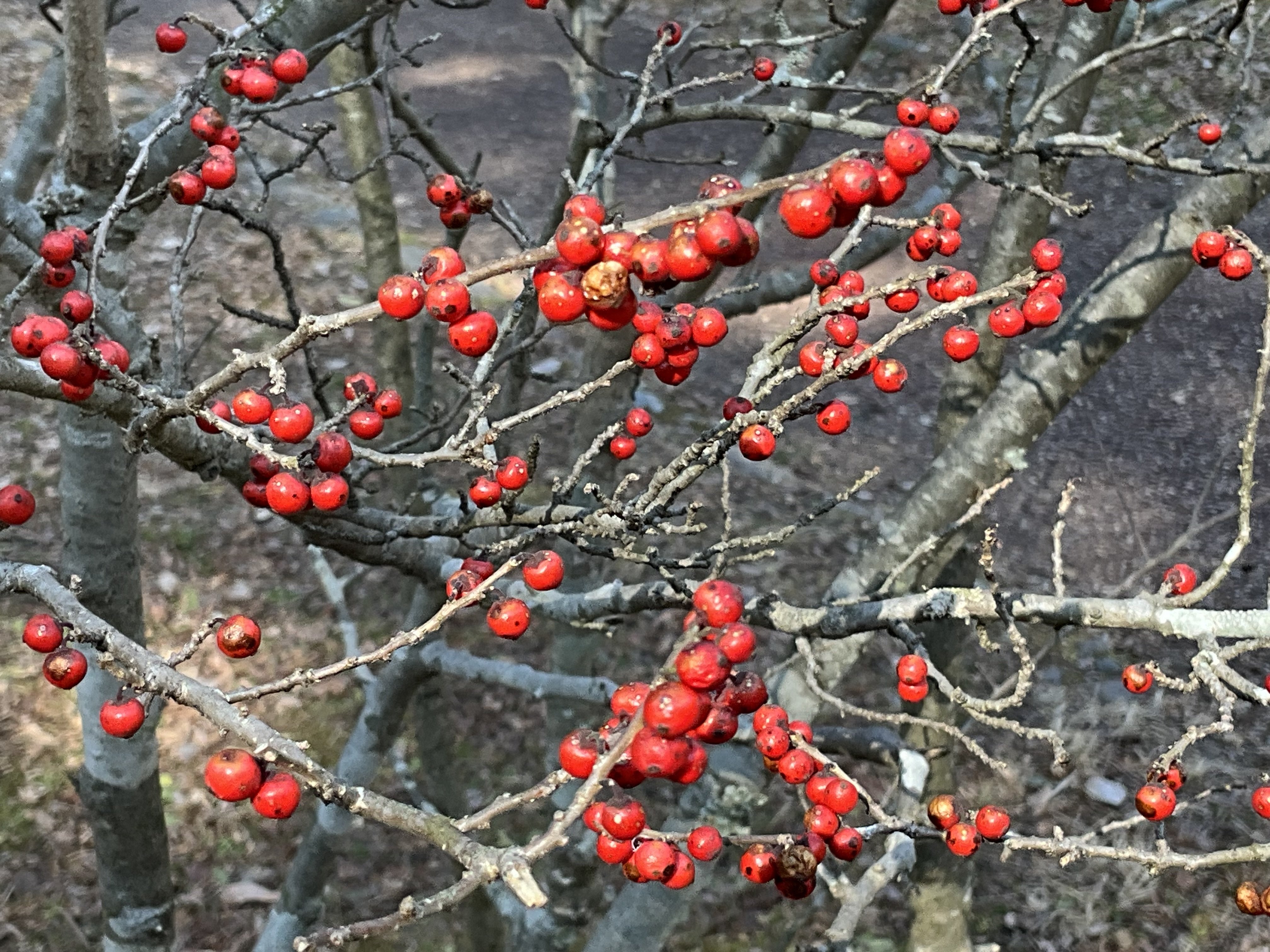 ウメモドキの赤い実（京都府立植物園）：2026年2月3日（火）｜藤井秀昭