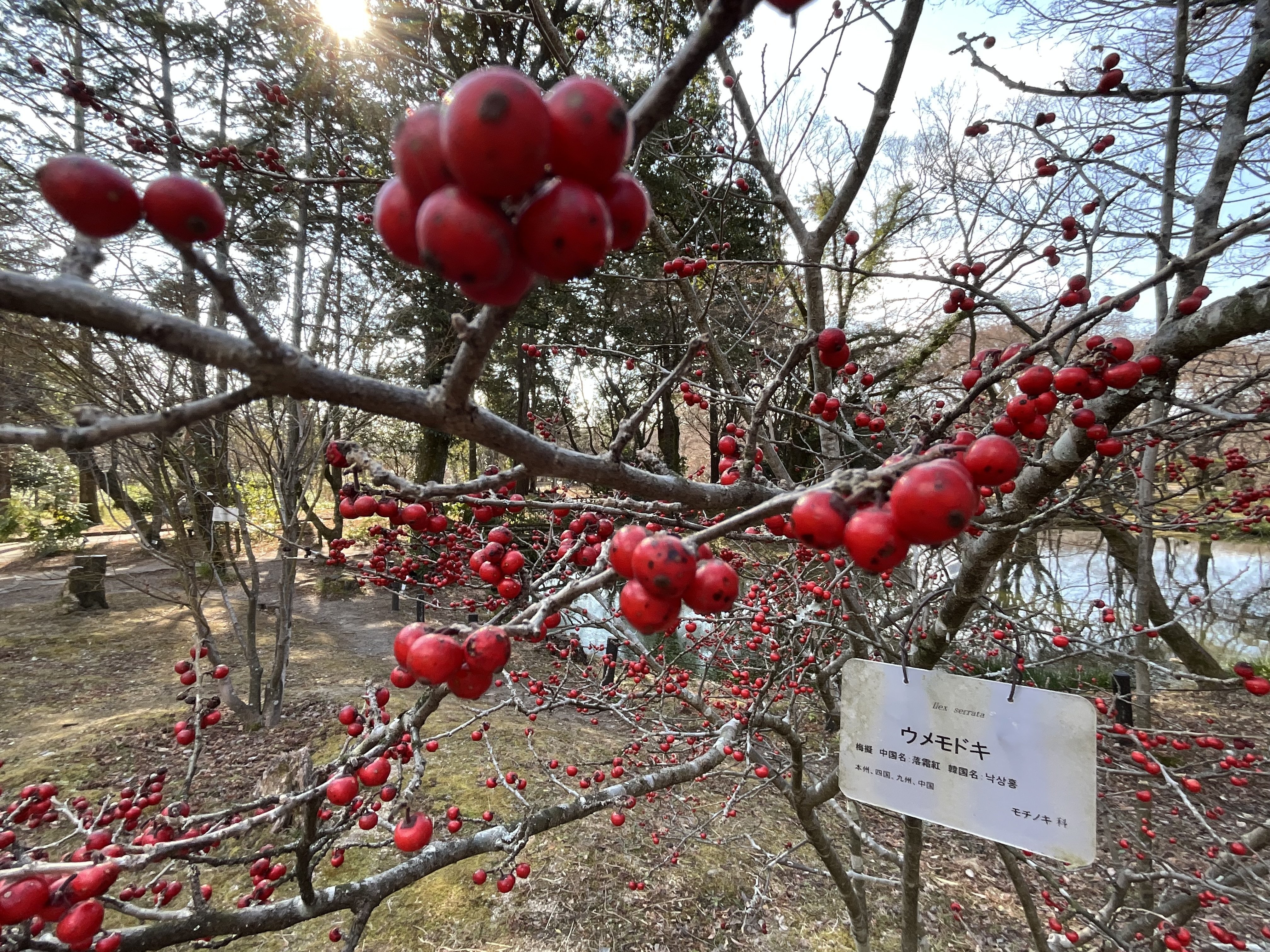 ウメモドキの赤い実（京都府立植物園）：2026年2月3日（火）｜藤井秀昭