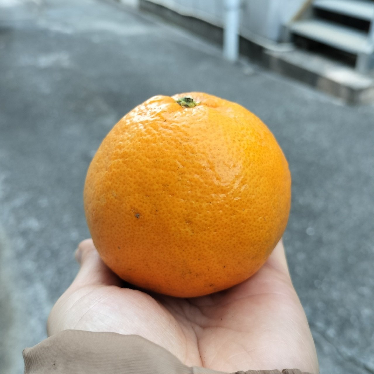 みかん愛、育んでます｜かおり / 神様おやっとさあ日記