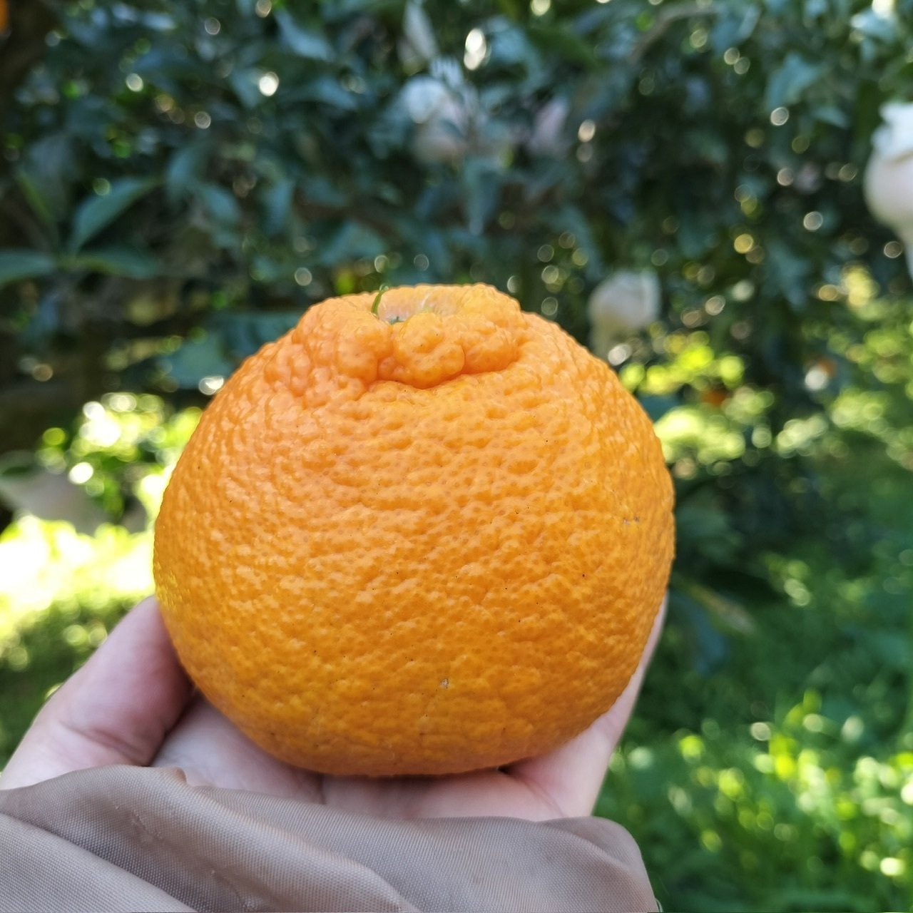 みかん愛、育んでます｜かおり / 神様おやっとさあ日記