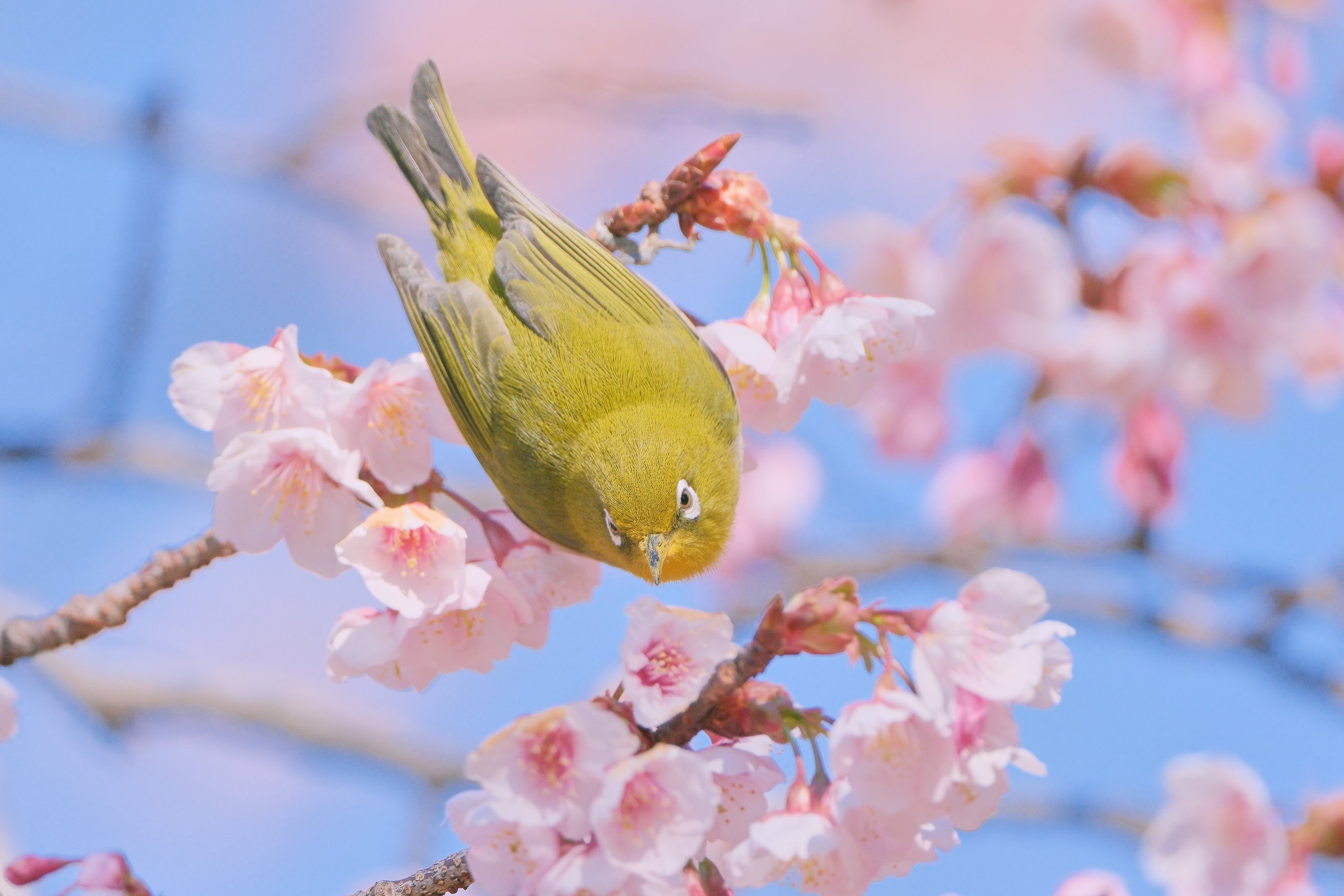 寒桜とメジロ（2026年春） X-T5 : AF-S 500mm f/5.6E PF｜シェル