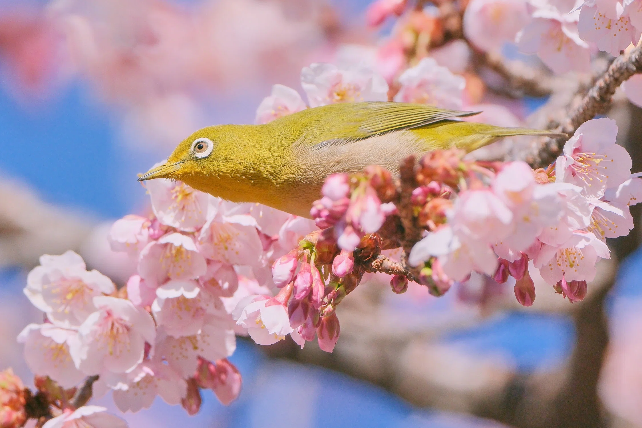 寒桜とメジロ（2026年春） X-T5 : AF-S 500mm f/5.6E PF｜シェル