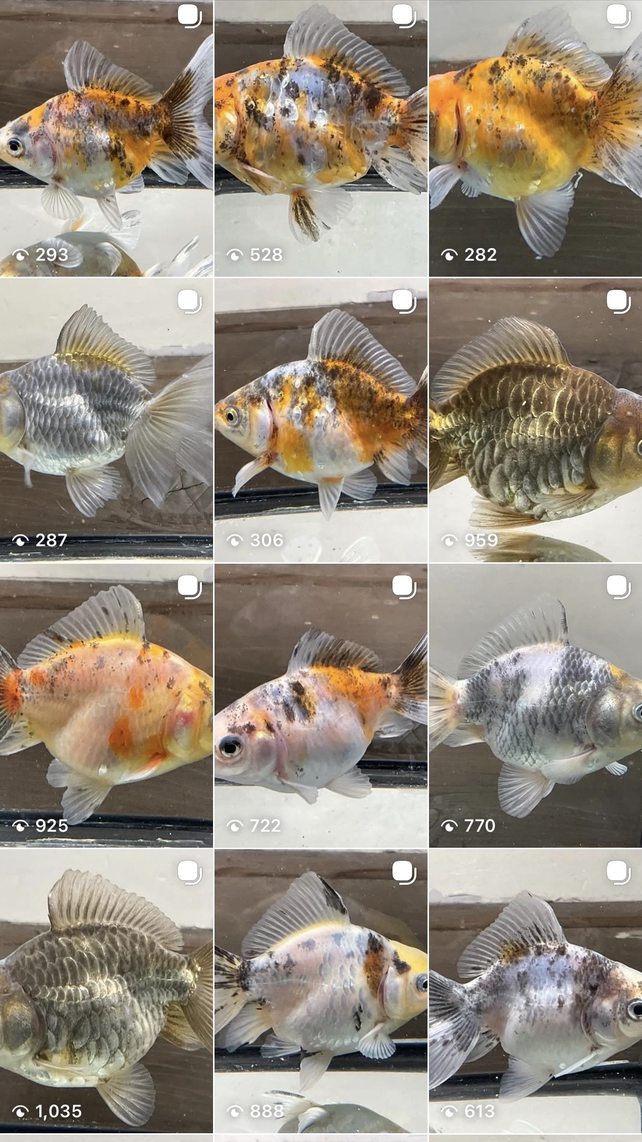 良いものに拘る大人の金魚ライフ｜SAMURAI FARM