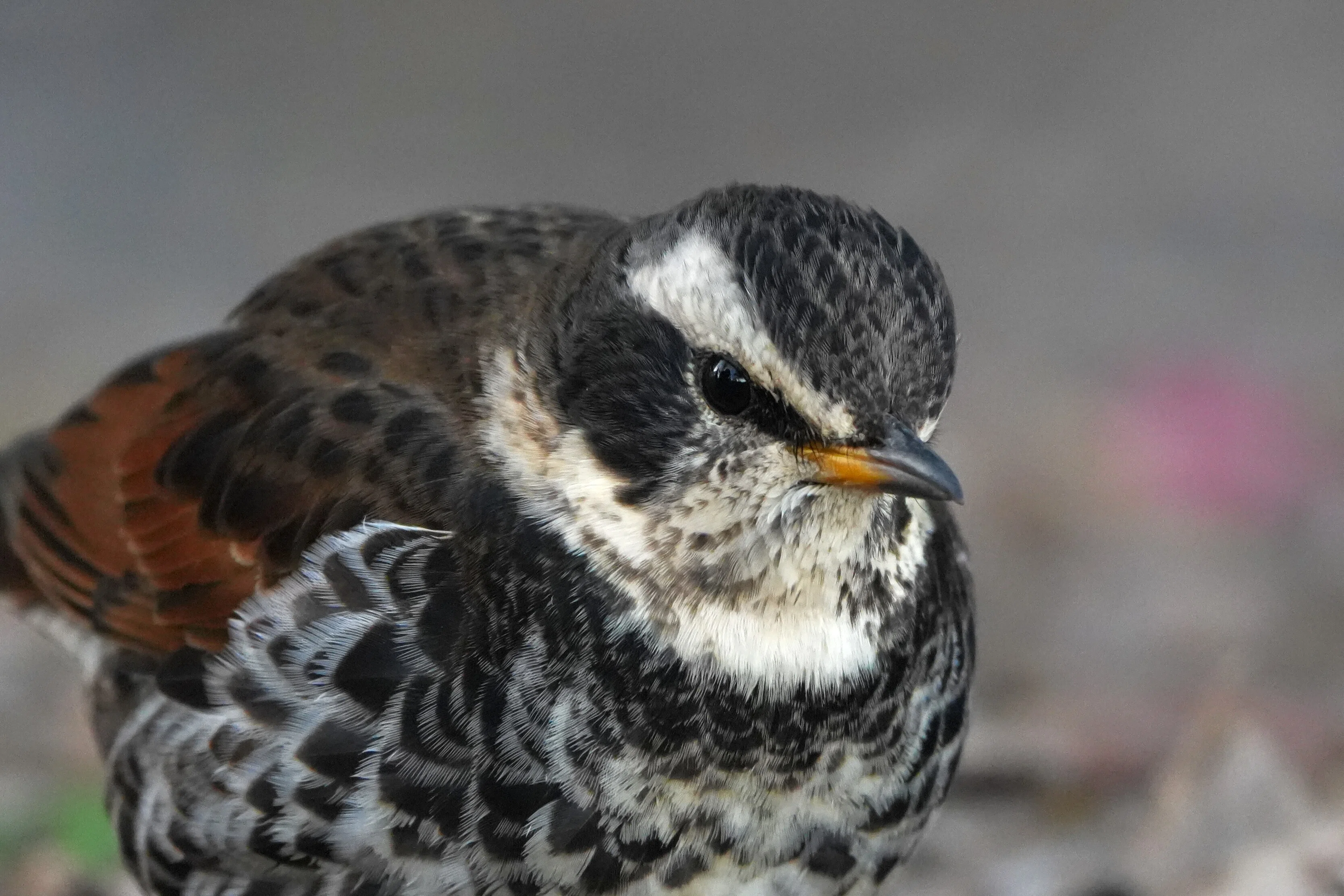 樹上鳥 上野の鳥さんたち｜東風谷Ch