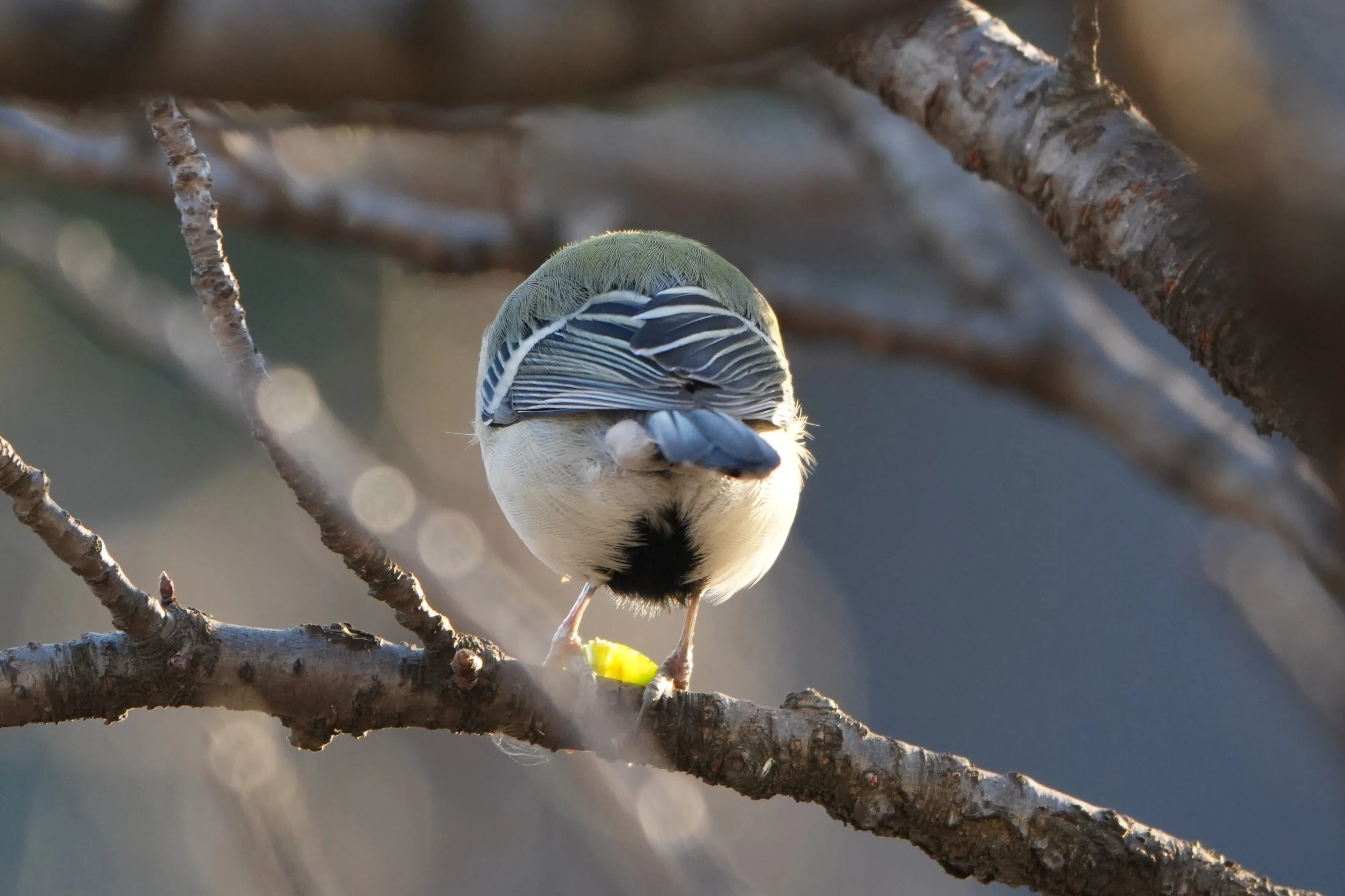 上野の鳥さんたち｜東風谷Ch