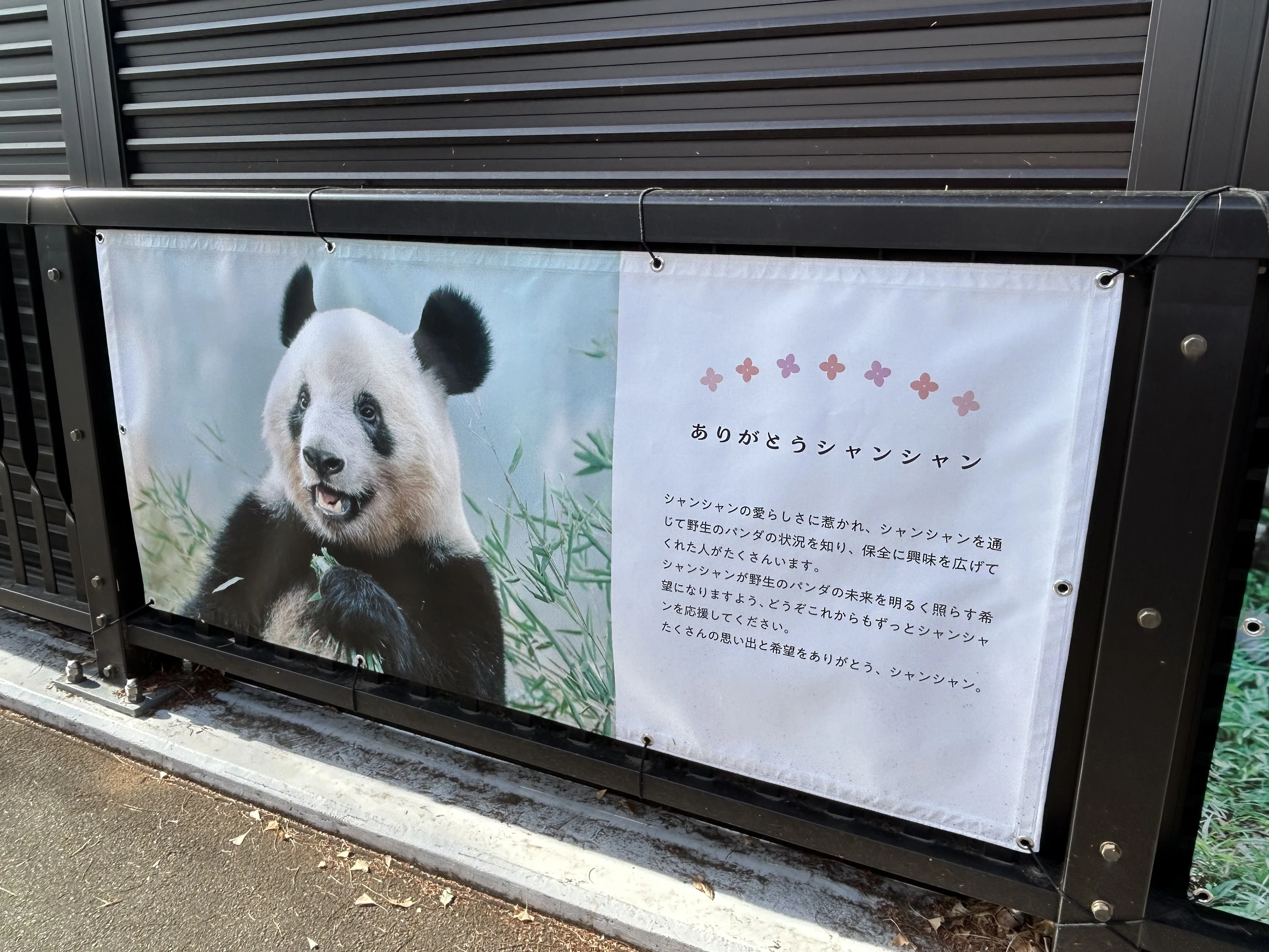 わたしとパンダ｜ぽてと