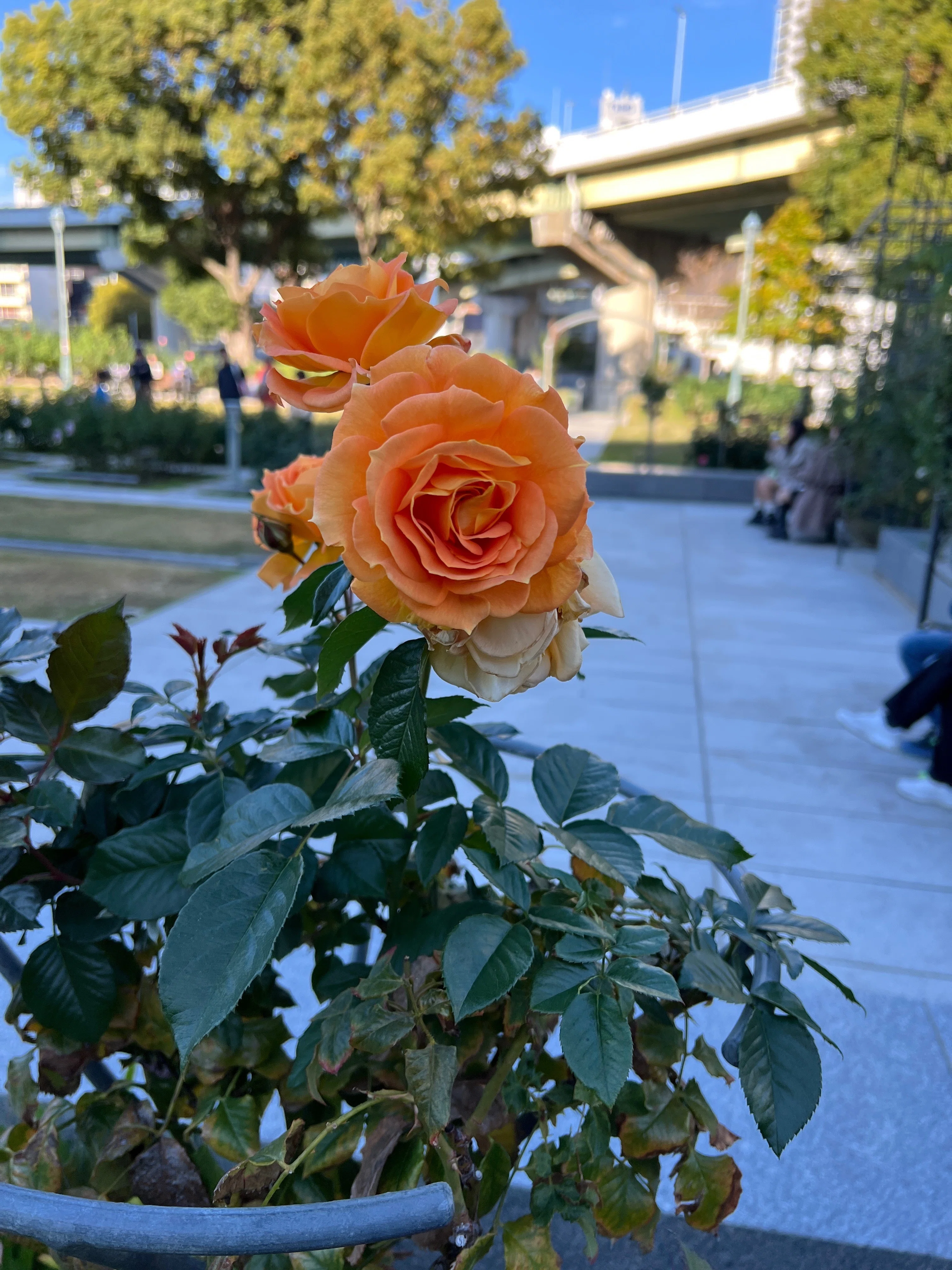 🇯🇵Iori 🌹Nakanoshima Rose Garden｜ぱぽにゃん🌹薔薇を愛する投資家