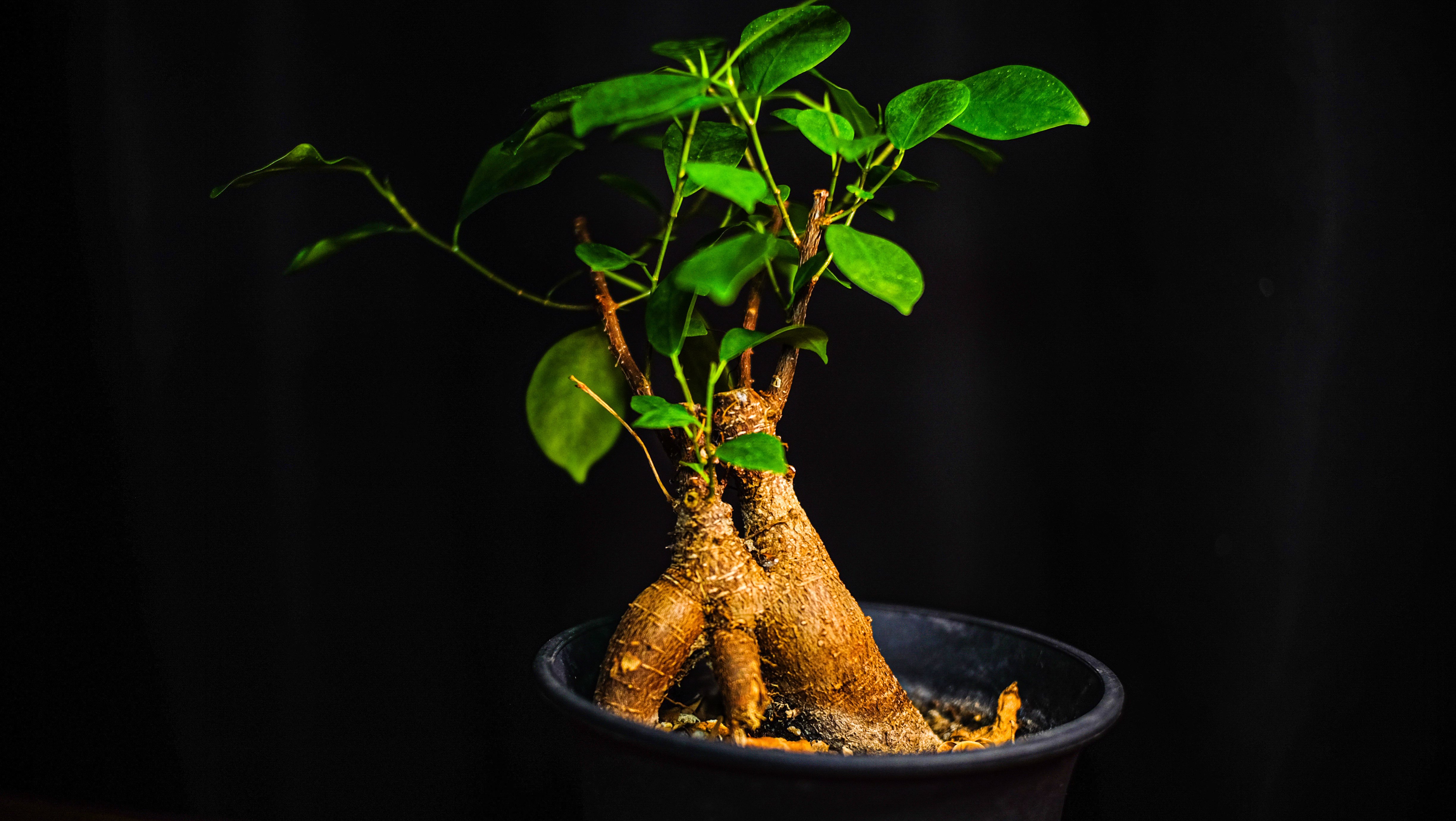 一日一鉢:ガジュマル【2026年2月3日】｜コタロー【ミドリナセイカツ】