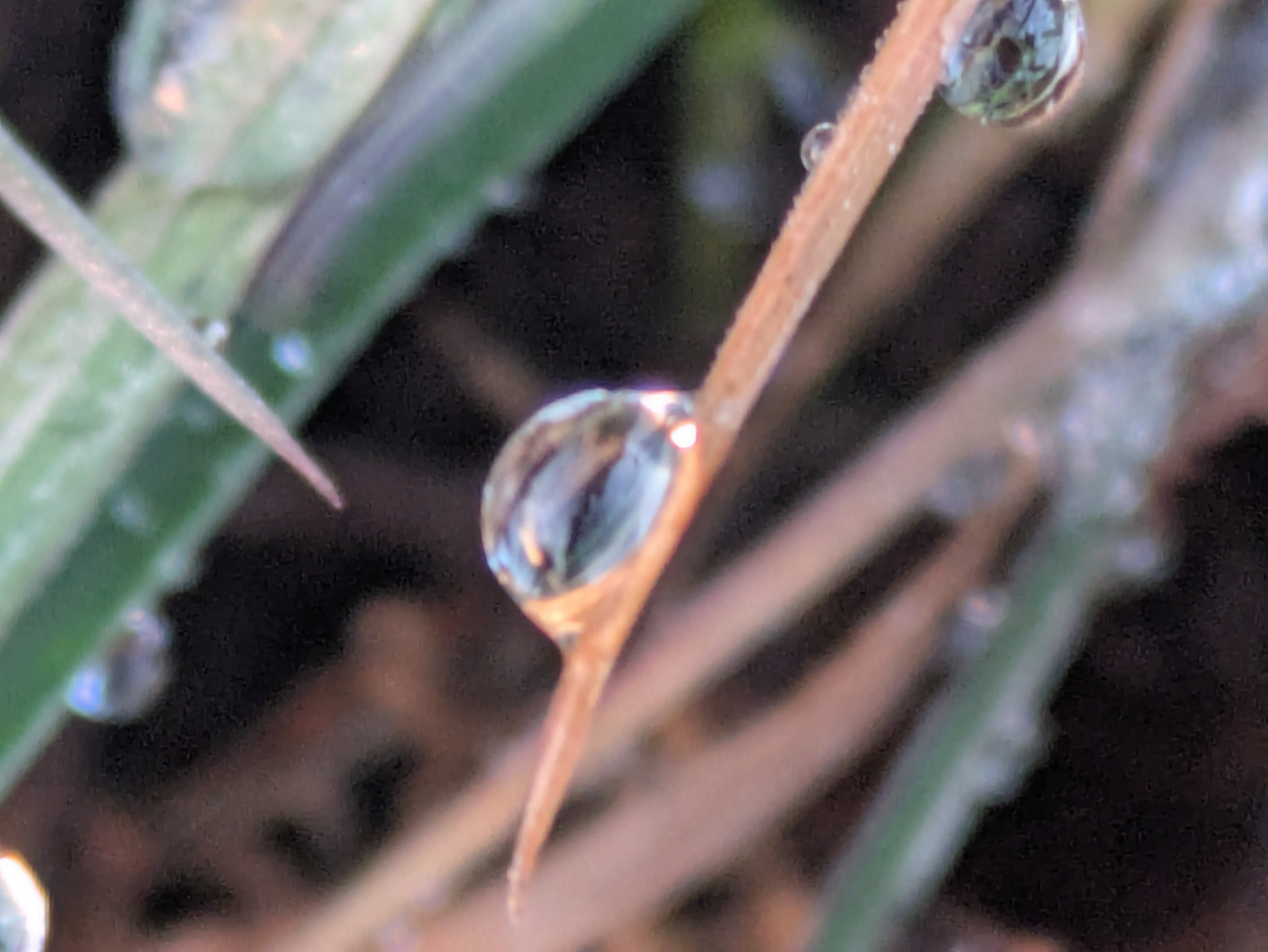 今朝の水滴③｜ichiro70