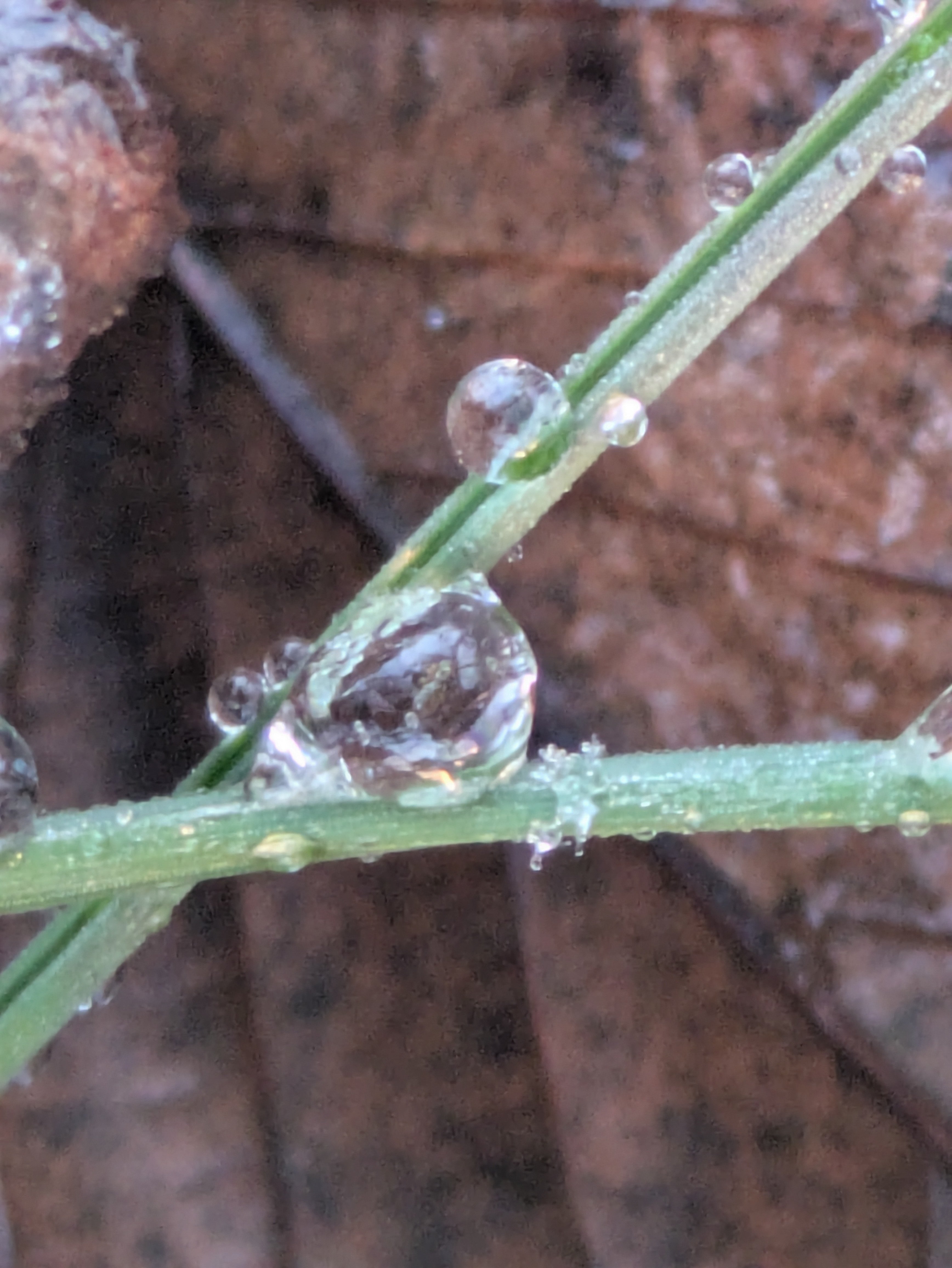 今朝の水滴③｜ichiro70