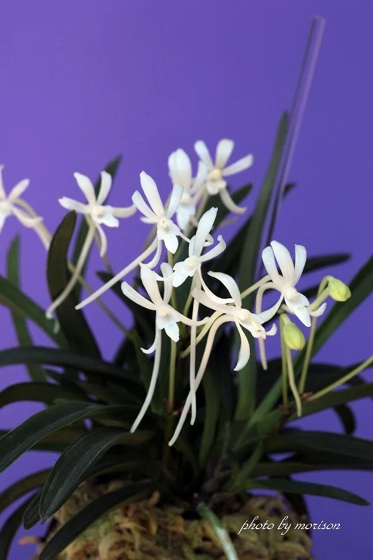 富貴蘭「建国殿」の花（過去の画像倉庫から）｜KJ Morison