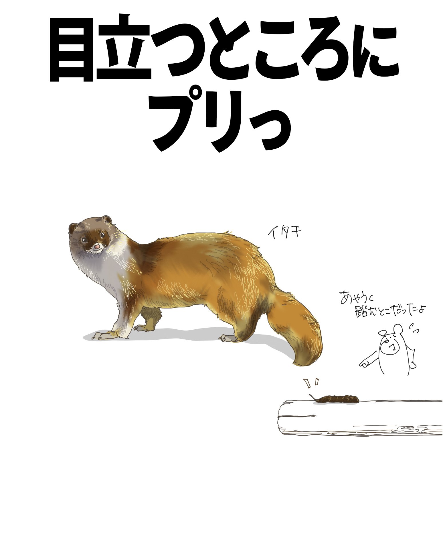 イタチページ 目立つところにプリっ｜イタチ｜くますけ｜自然ガイド・クリエイター