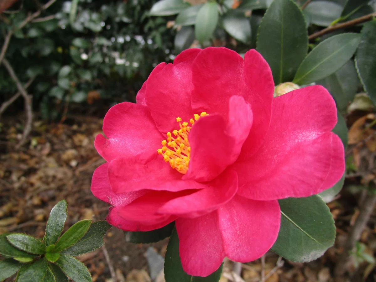 椿