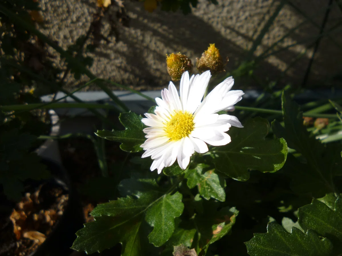 白い花