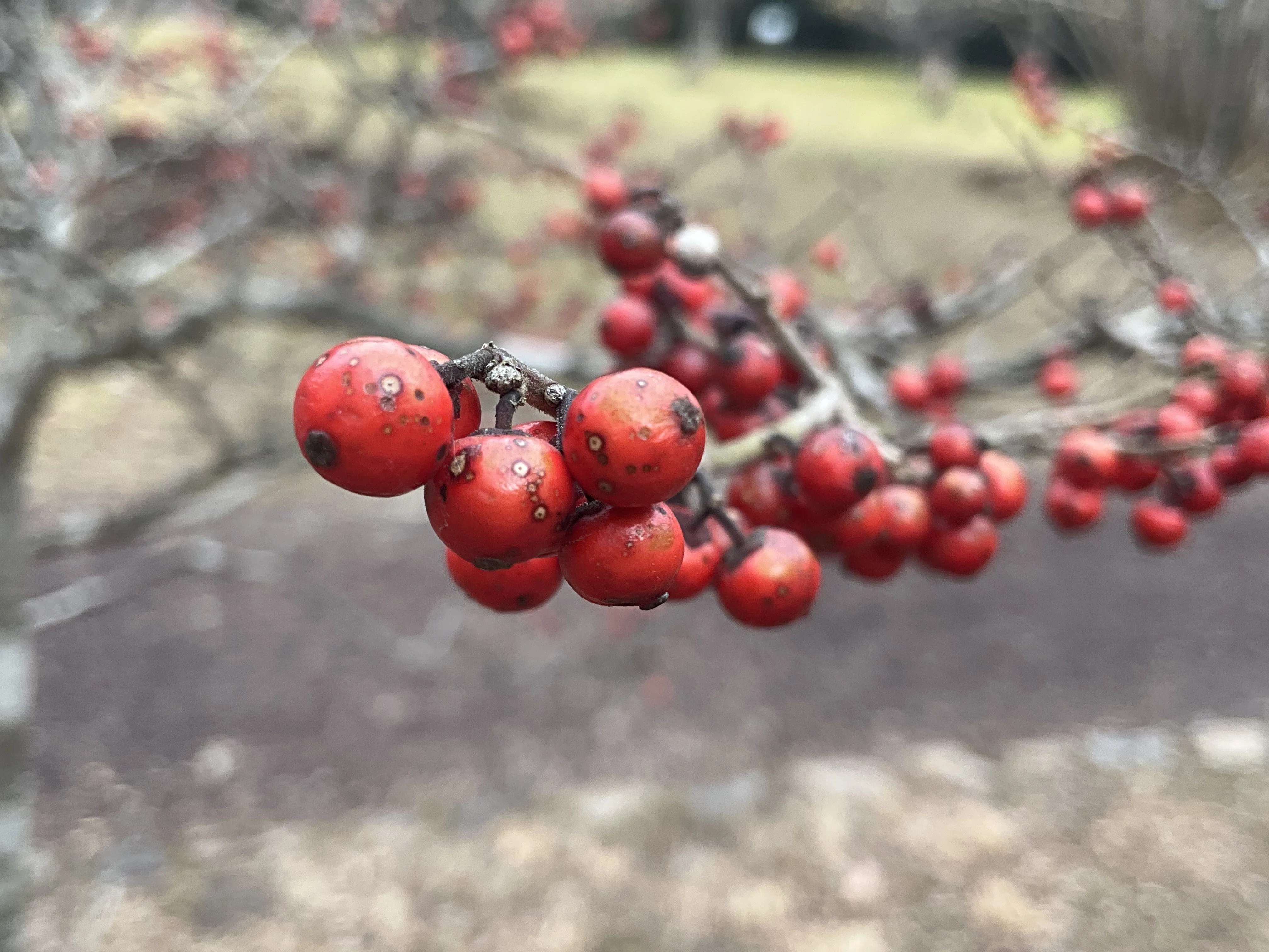 ウメモドキの赤い実（京都府立植物園）：2026年2月3日（火）｜藤井秀昭