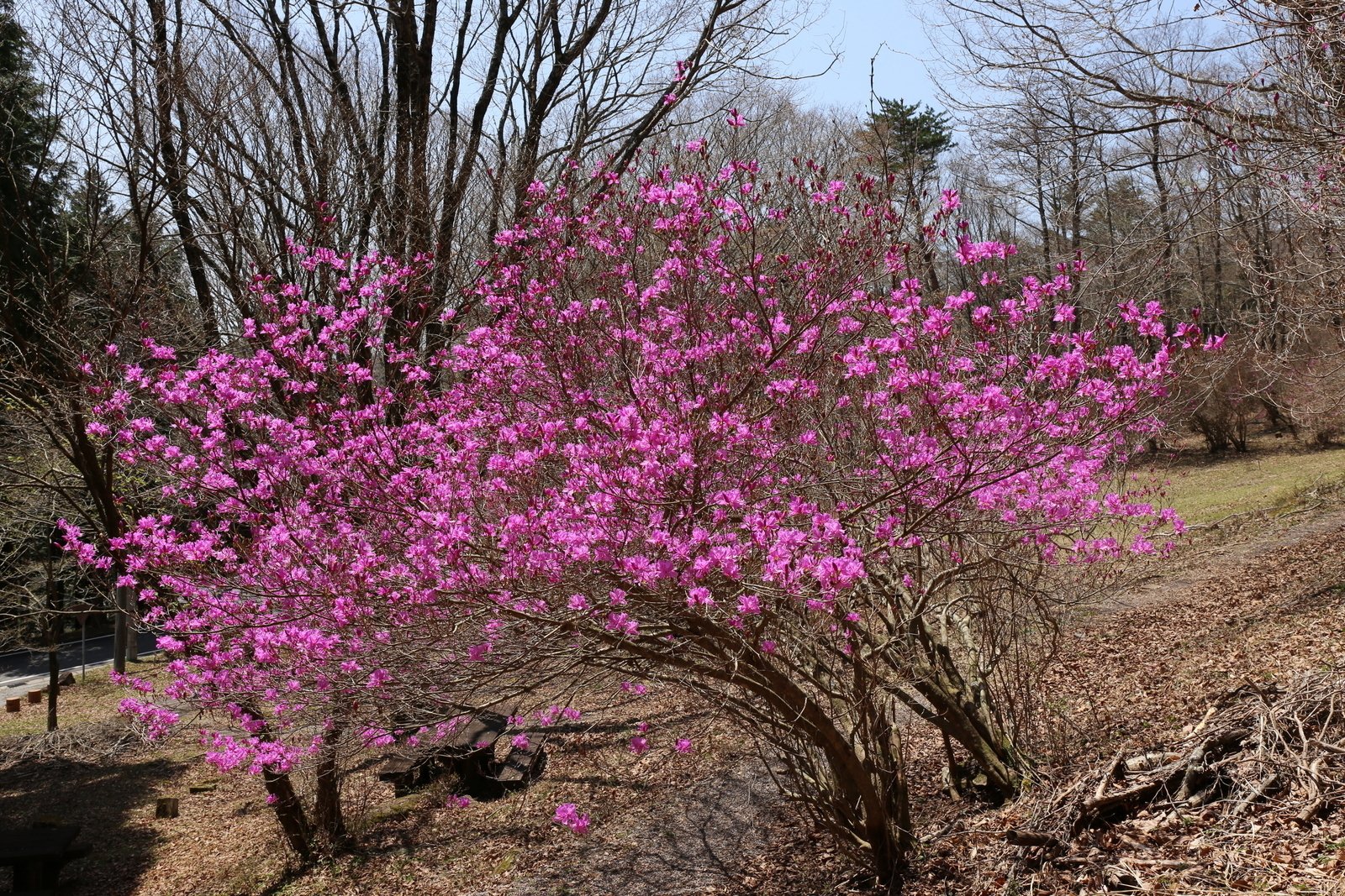 239．ミツバツツジと新緑の面ノ木｜sasayan