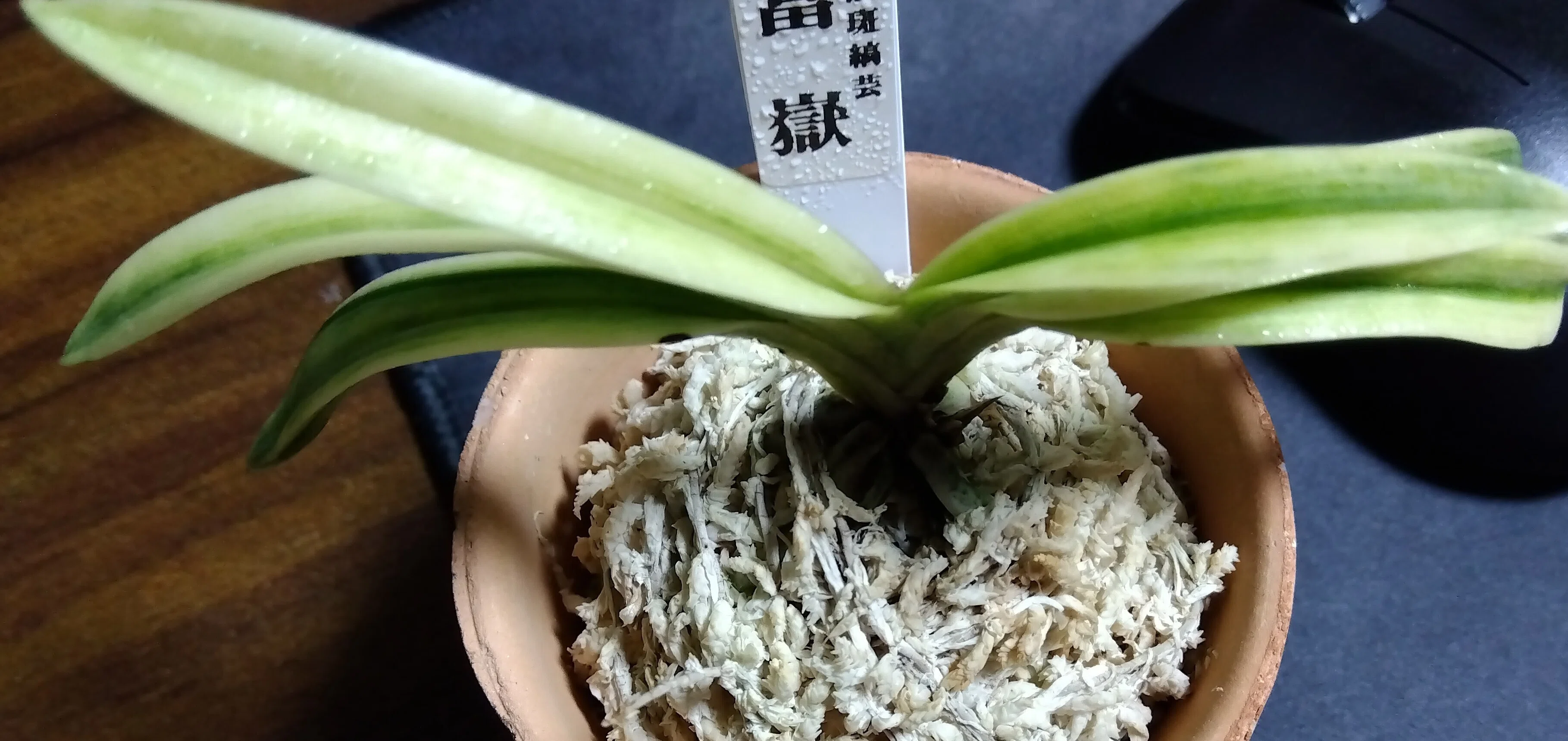 富貴蘭入門ガイド：夜に香る、日本の伝統美を楽しむ小さな蘭｜ぽどる