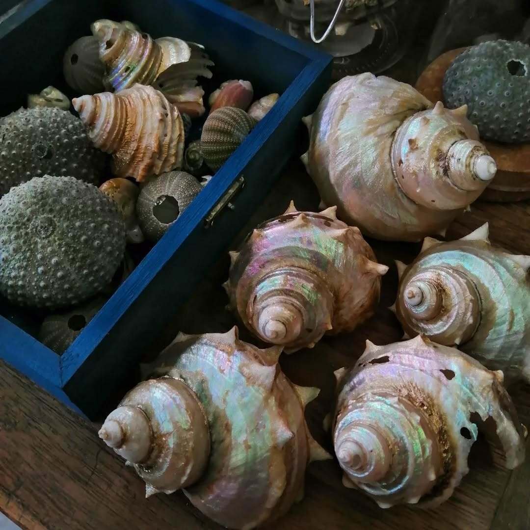 貝殻の魅力とその、あれだ｜シェテ 居酒屋千鳥