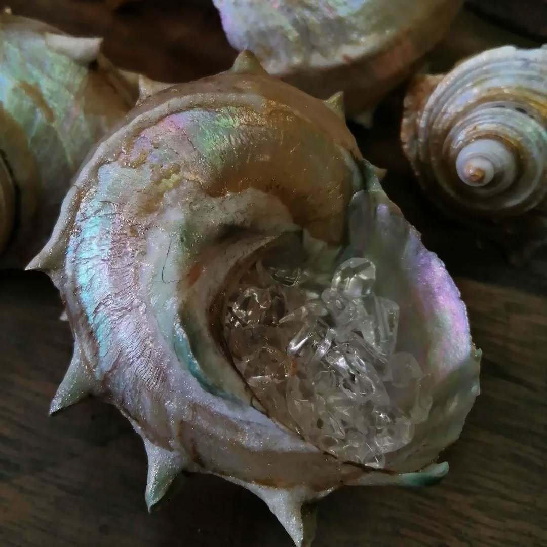 貝殻の魅力とその、あれだ｜シェテ 居酒屋千鳥