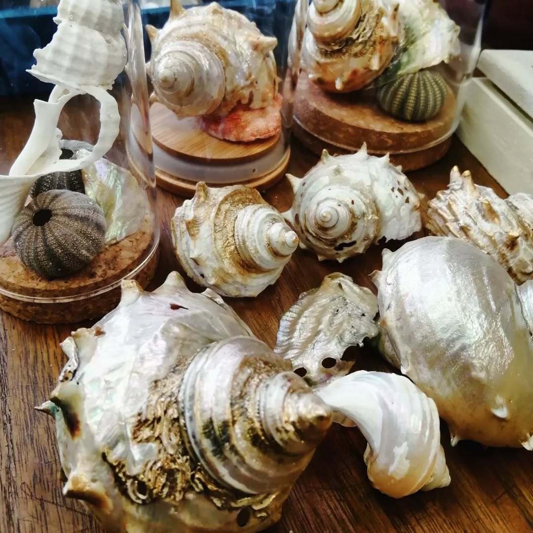 貝殻の魅力とその、あれだ｜シェテ 居酒屋千鳥