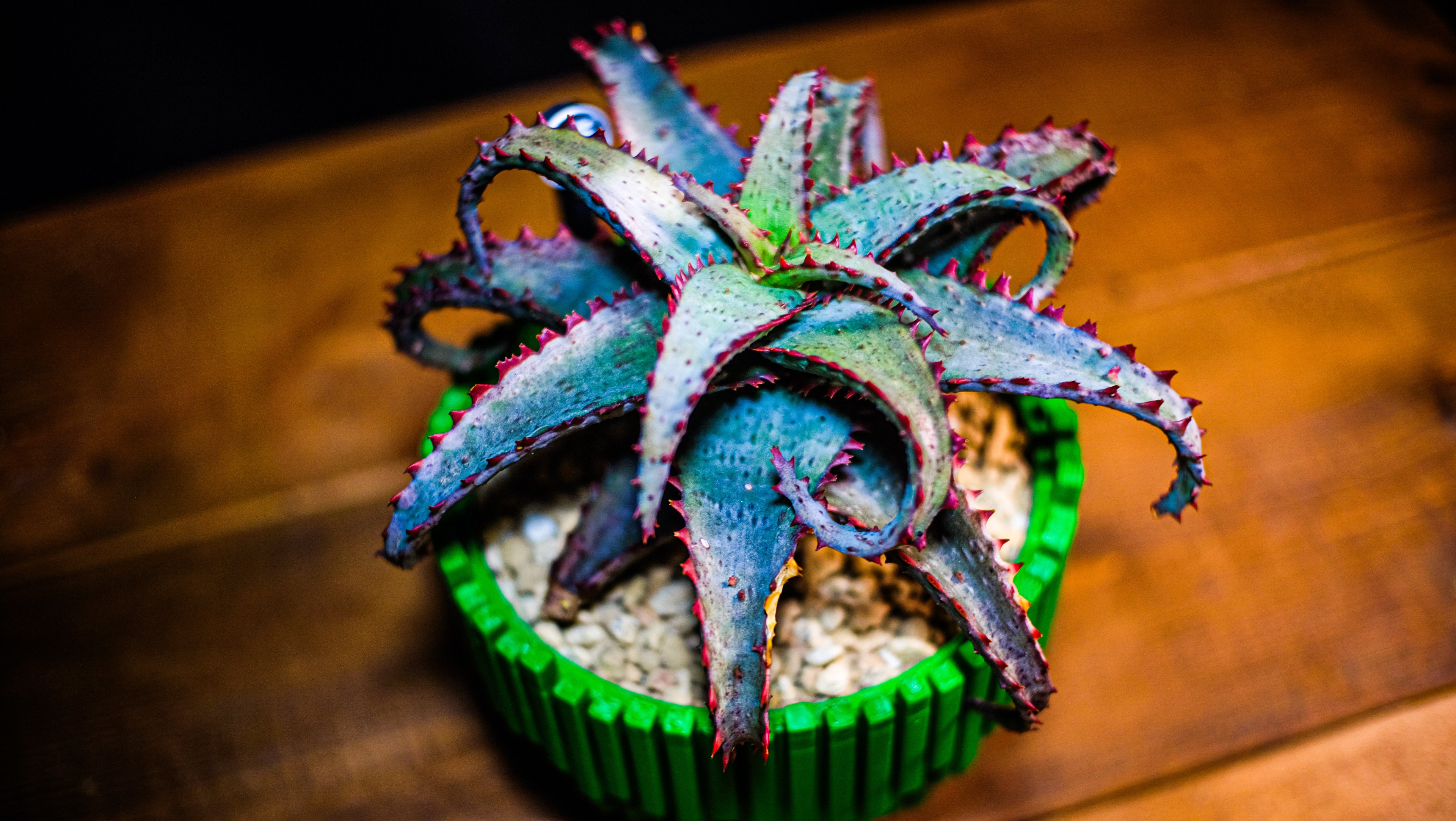 一日一鉢:アロエ・カスティロニアエ【2026年2月4日】｜コタロー