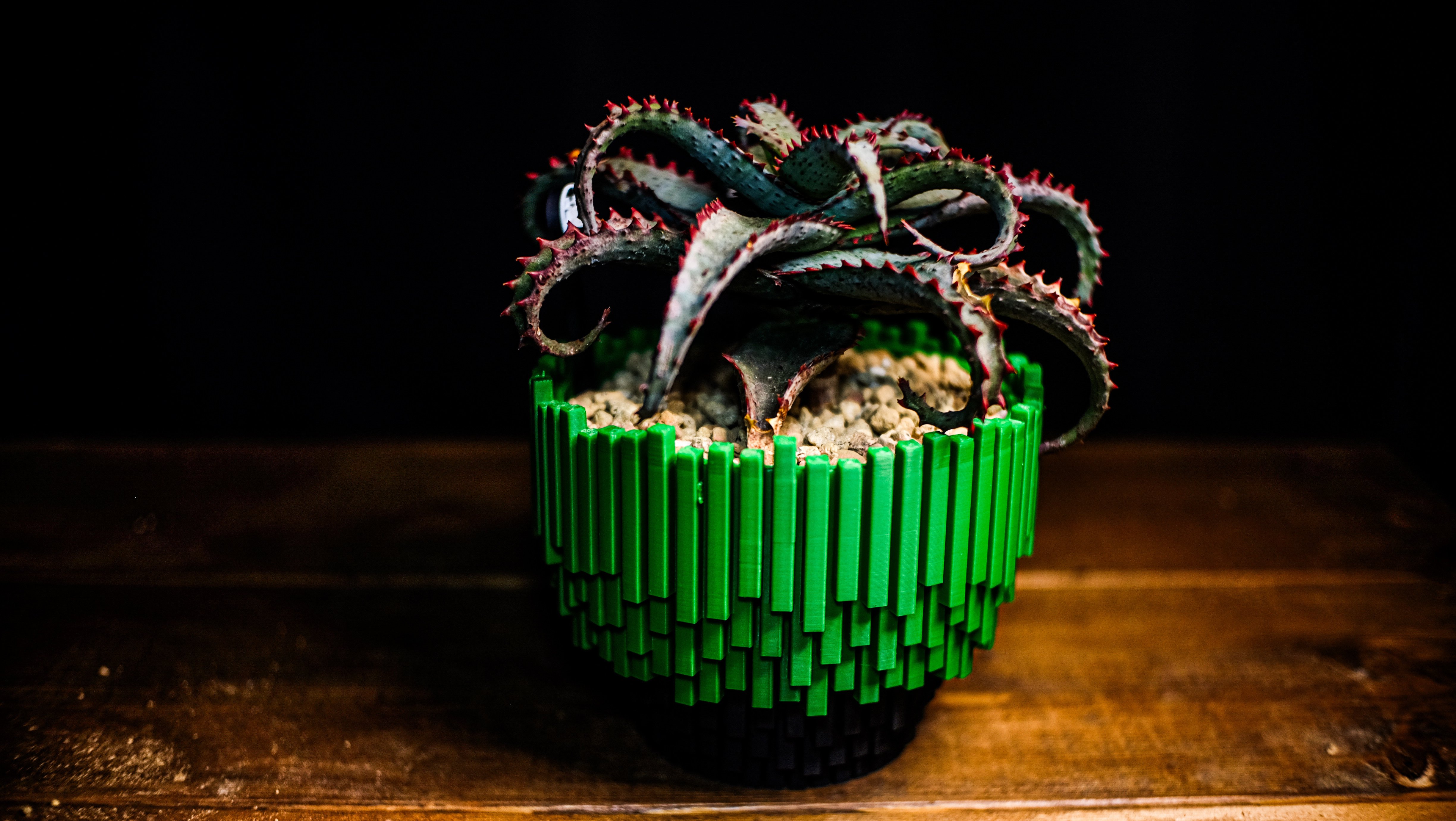 一日一鉢:アロエ・カスティロニアエ【2026年2月4日】｜コタロー