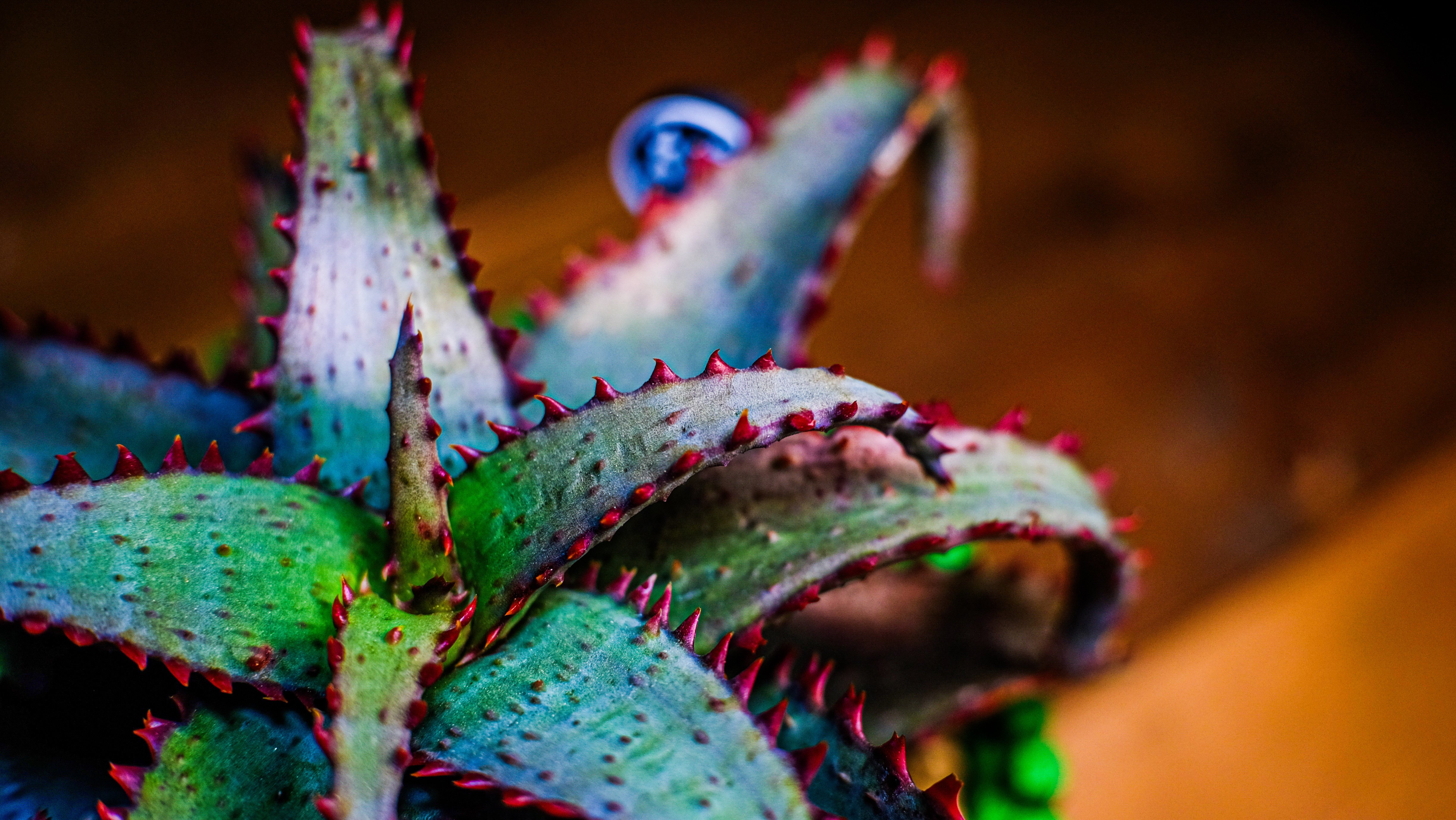 一日一鉢:アロエ・カスティロニアエ【2026年2月4日】｜コタロー