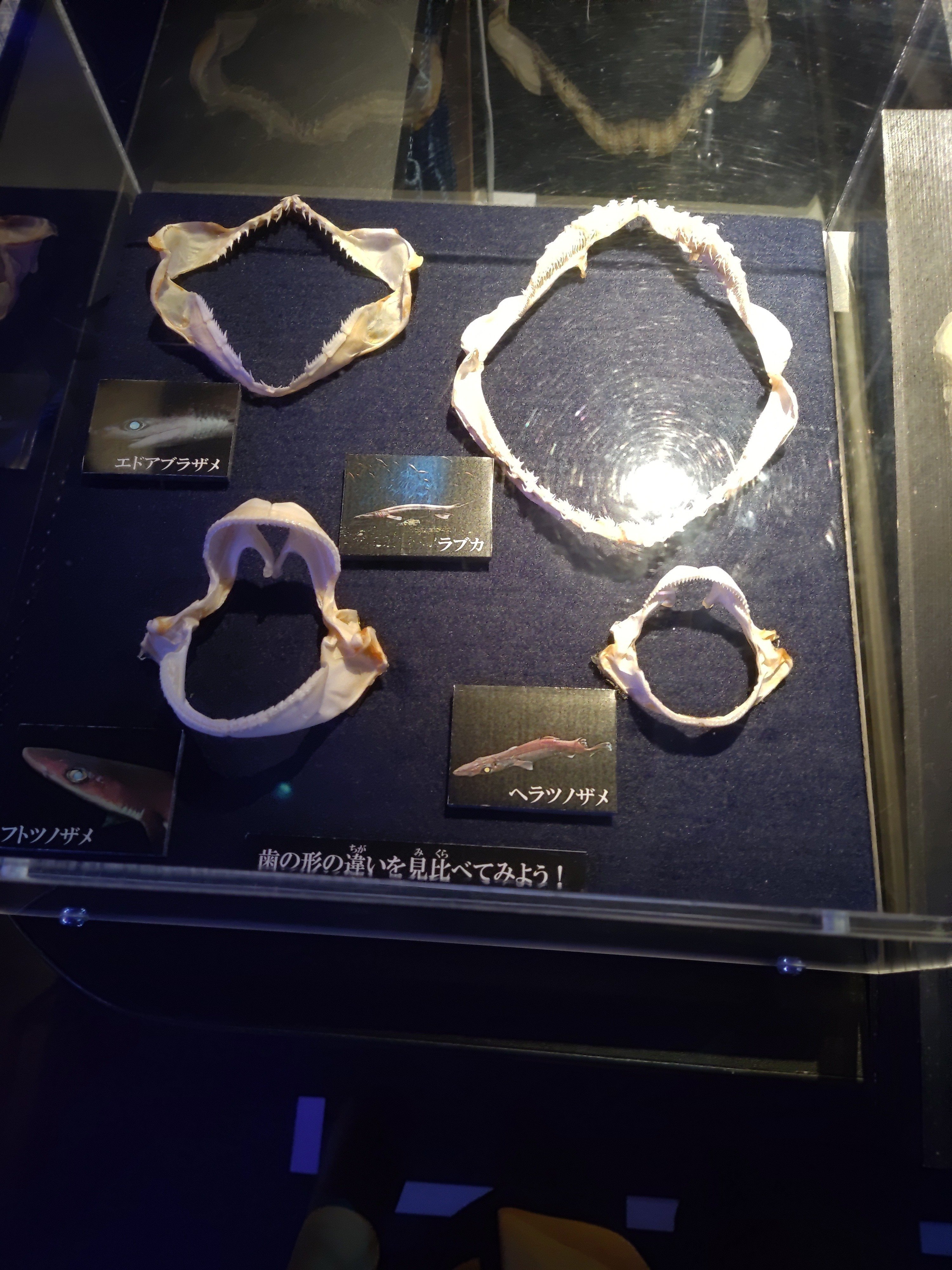 やっとたどり着いた、念願の沼津深海水族館｜いふ！