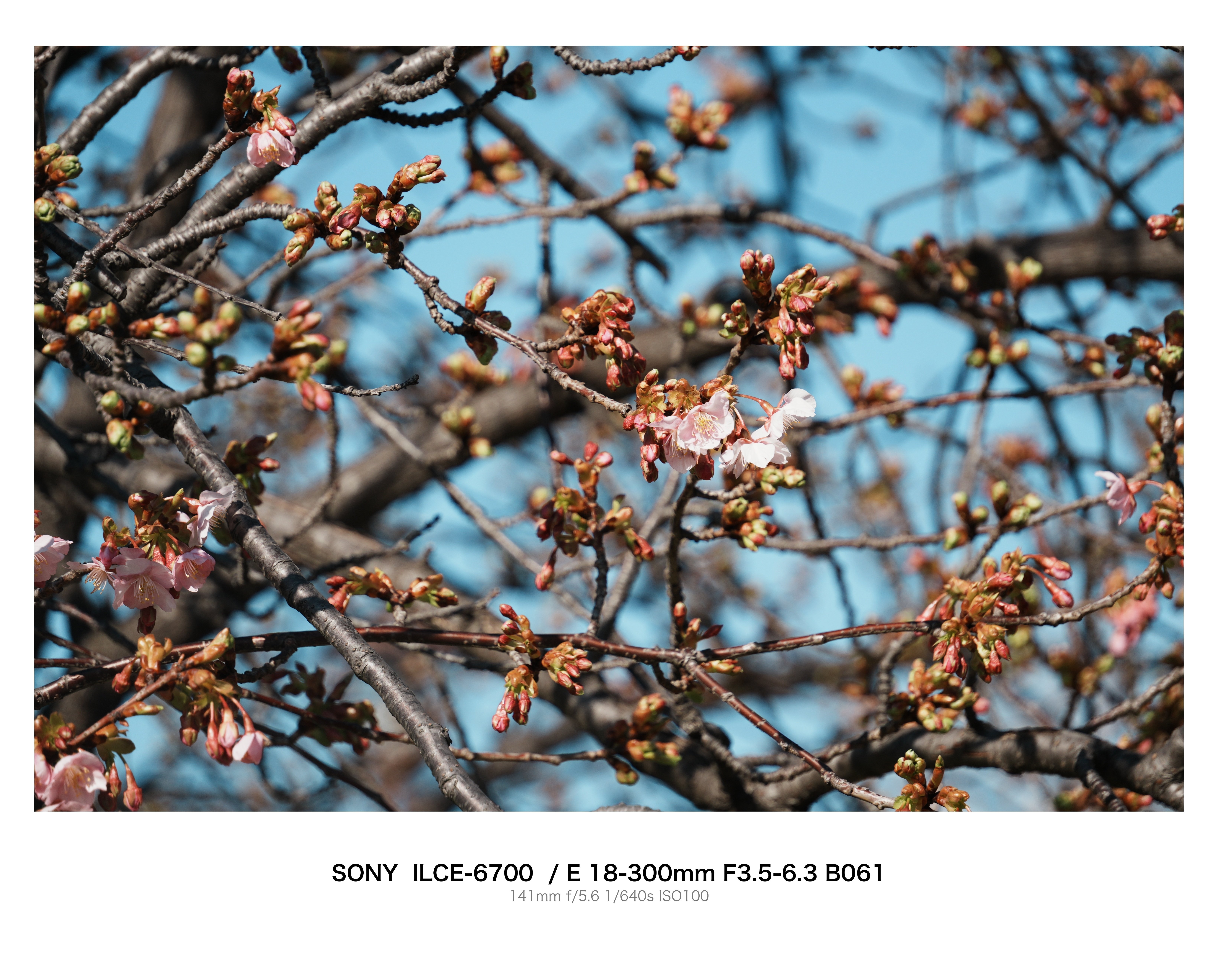 河津桜ちょっと咲いてきた｜とりごーり