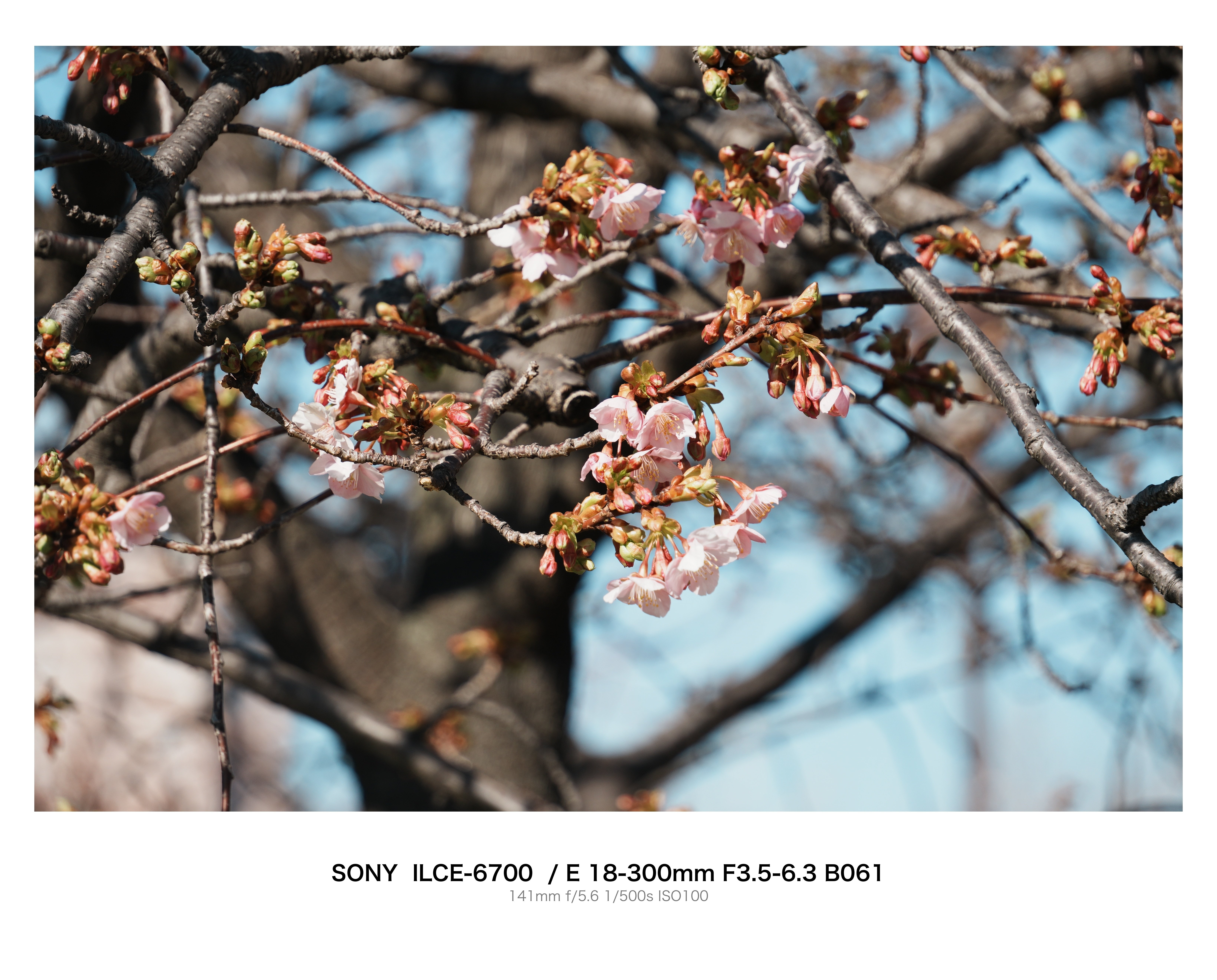 河津桜ちょっと咲いてきた｜とりごーり