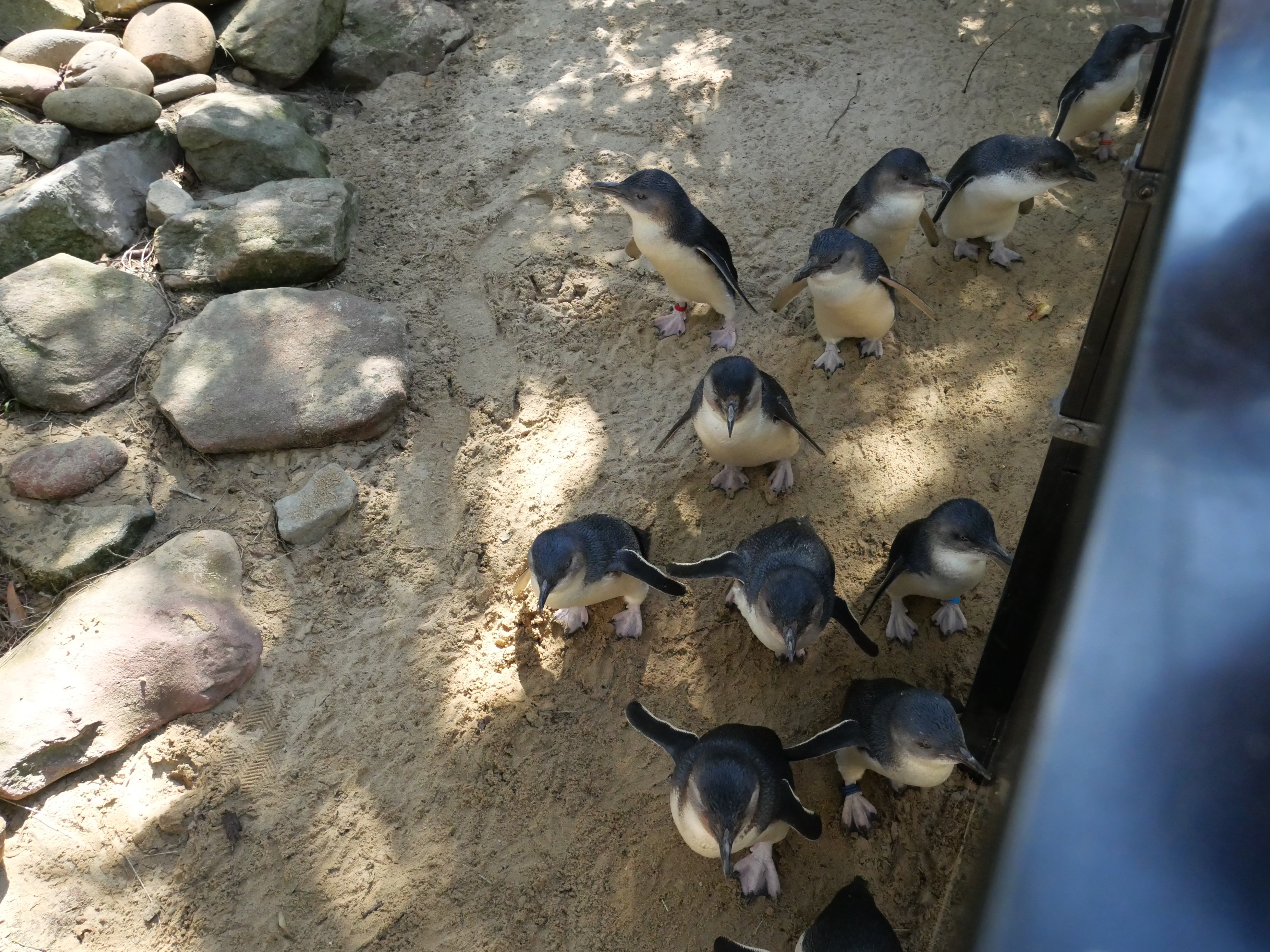 旅行記】やっぱりペンギンが見たい【オーストラリア】｜Matsugo