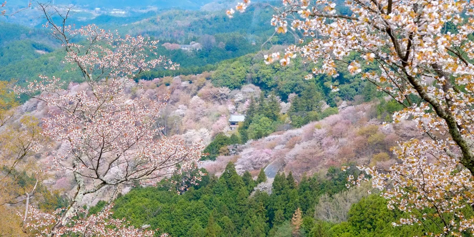 乾山写吉野桜向付7客 2026年最新版】一生に一度は見たい｜吉野山の桜と、泊まってこそ分かる