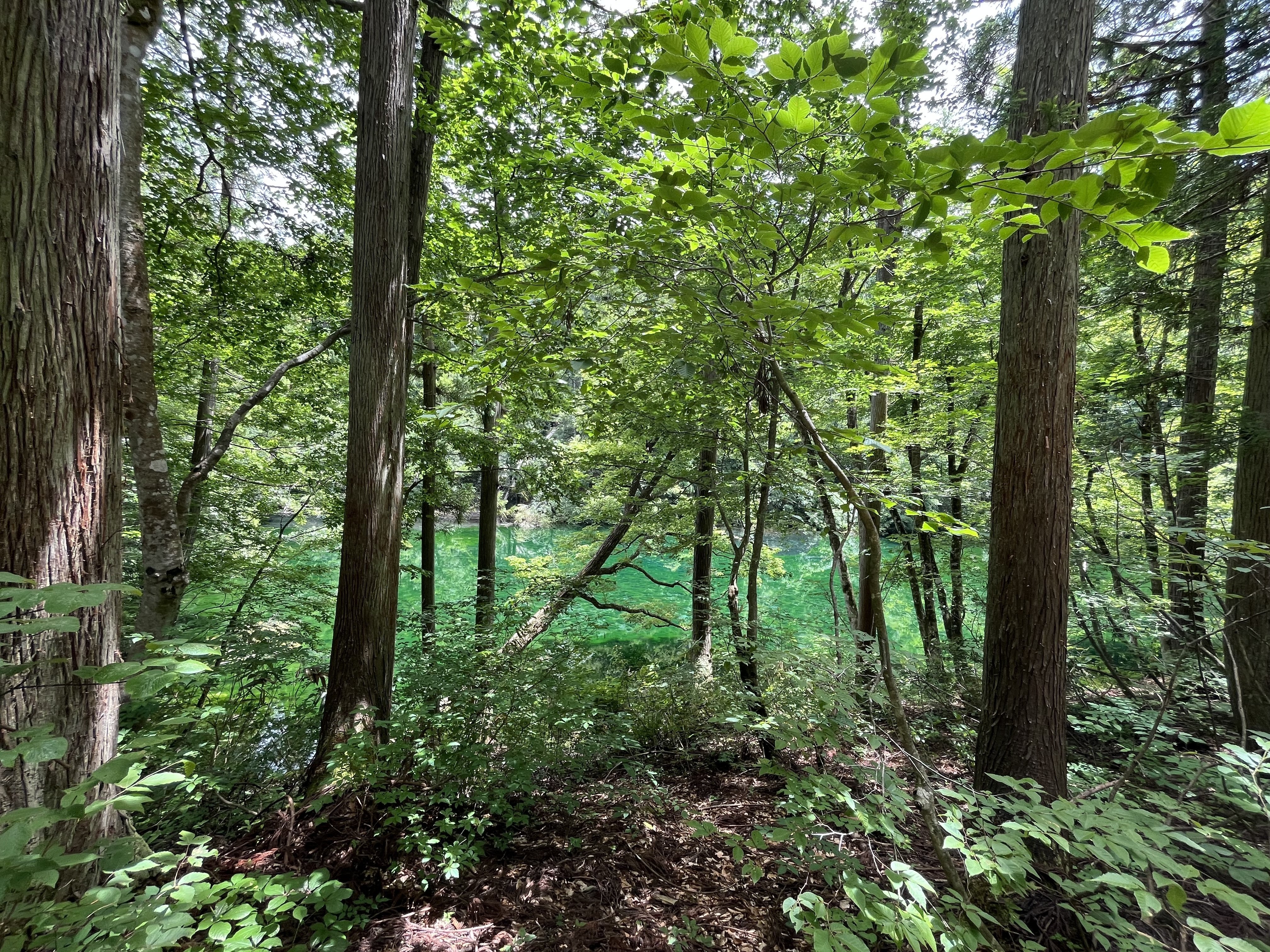 龍神伝説の残る池「龍ヶ窪」｜にこ舟