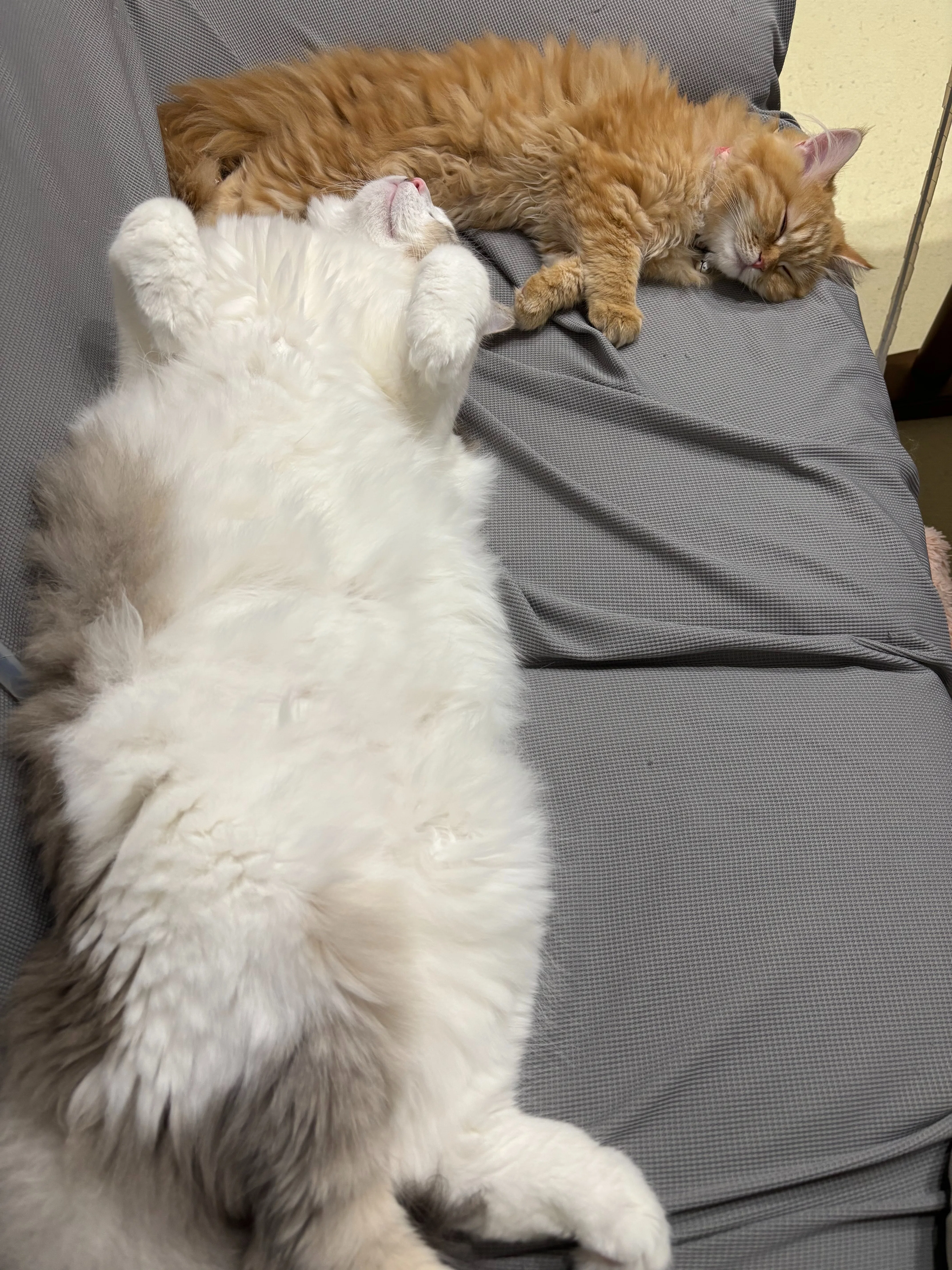 愛猫ちゅぺ＆ちゃぴ日記｜へそてん特集📷｜tyu.pe_fuwaneko🐈愛猫と暮らし