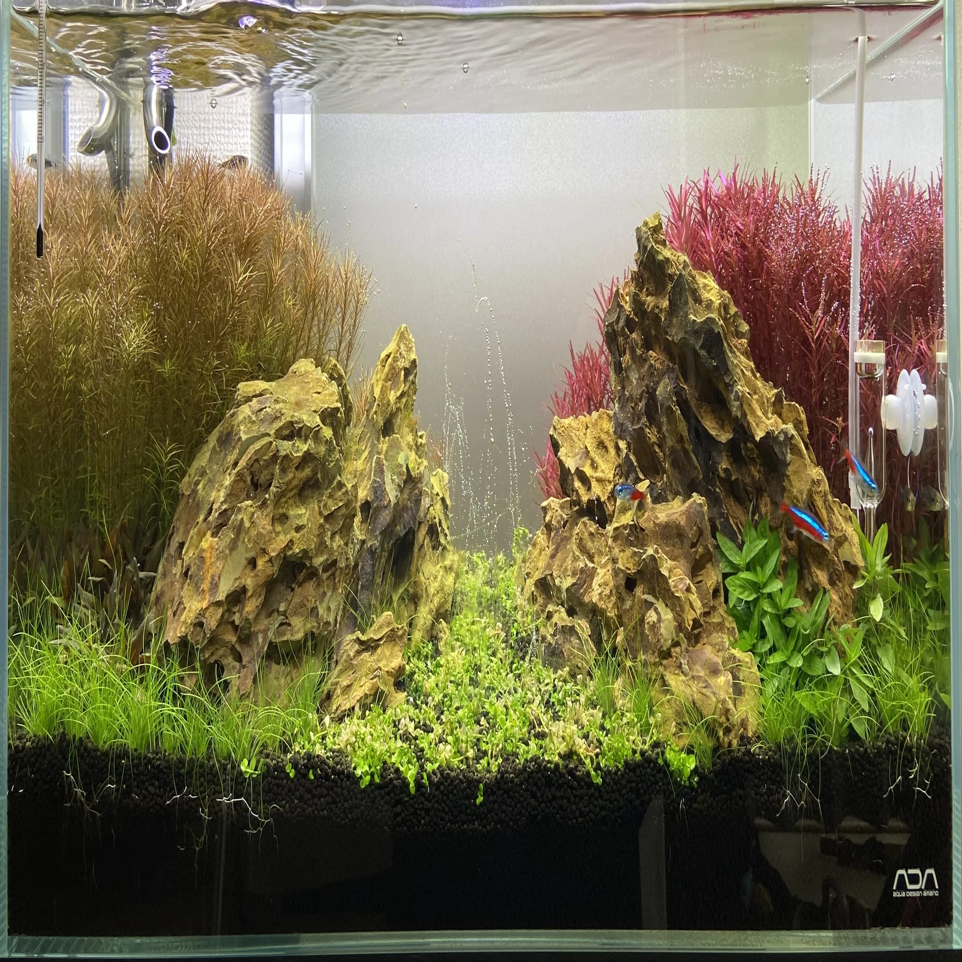 アクアリウム】スケスケな熱帯魚！トランスルーセントグラスキャットを 