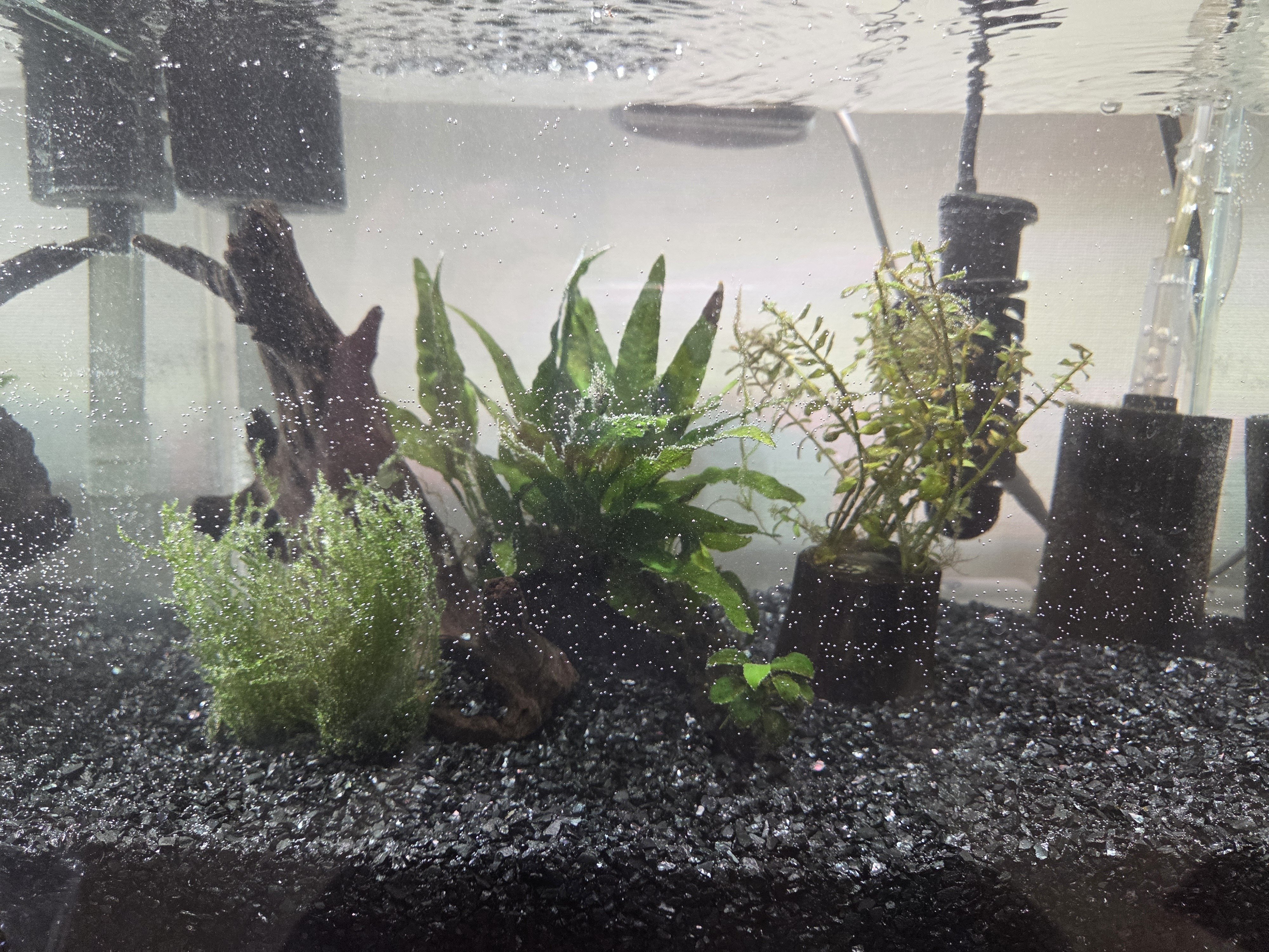 42cm水槽の立ち上げ備忘録｜岡田