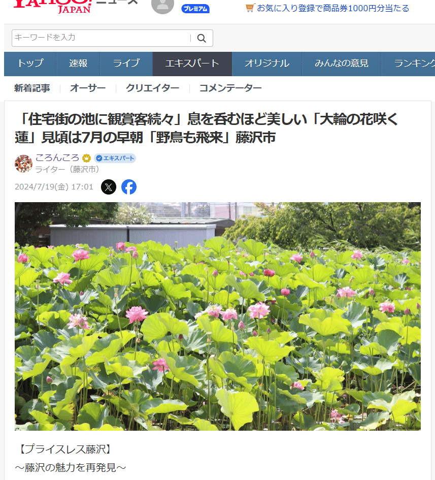 住宅街の池に観賞客続々」息を呑むほど美しい「大輪の花咲く蓮」見頃は