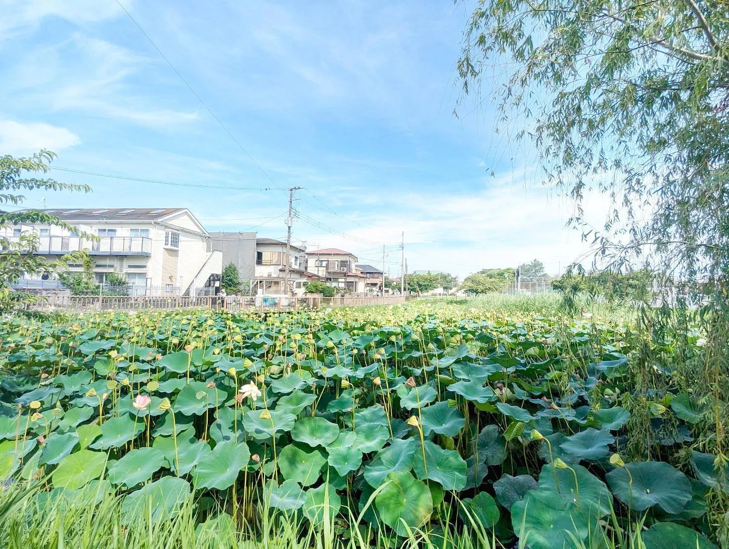 住宅街の池に観賞客続々」息を呑むほど美しい「大輪の花咲く蓮」見頃は