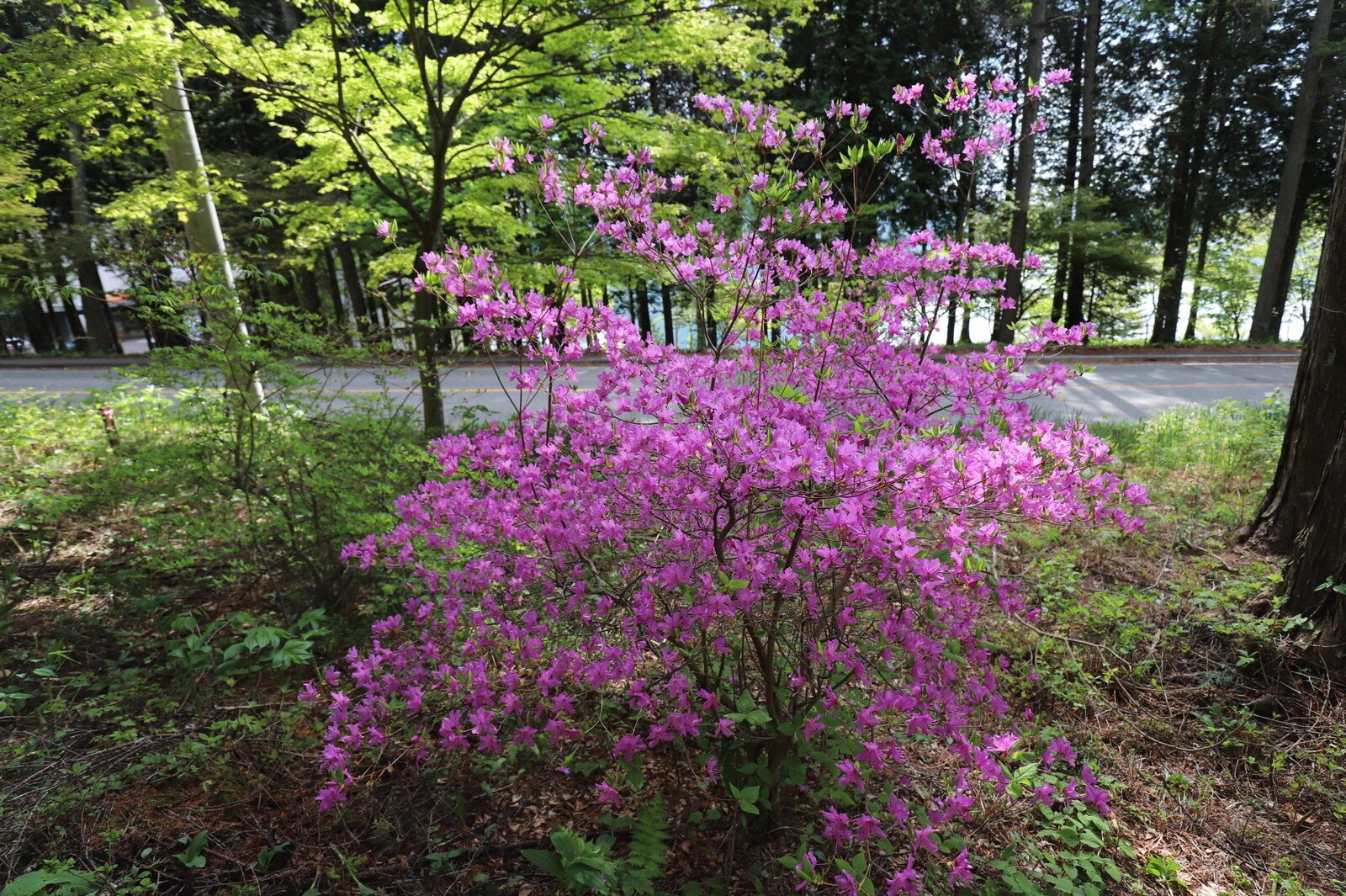 240．榛名山のトウゴクミツバツツジ｜sasayan