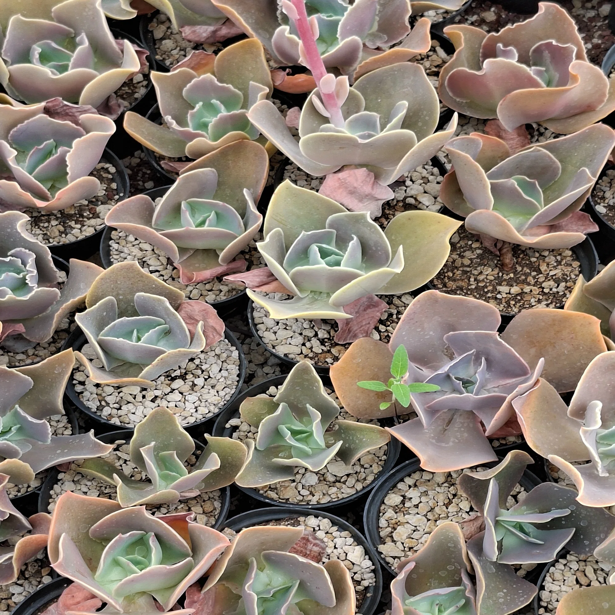 保存版】メキシコの植物輸入ガイド??エケベリアデータベース（245種 