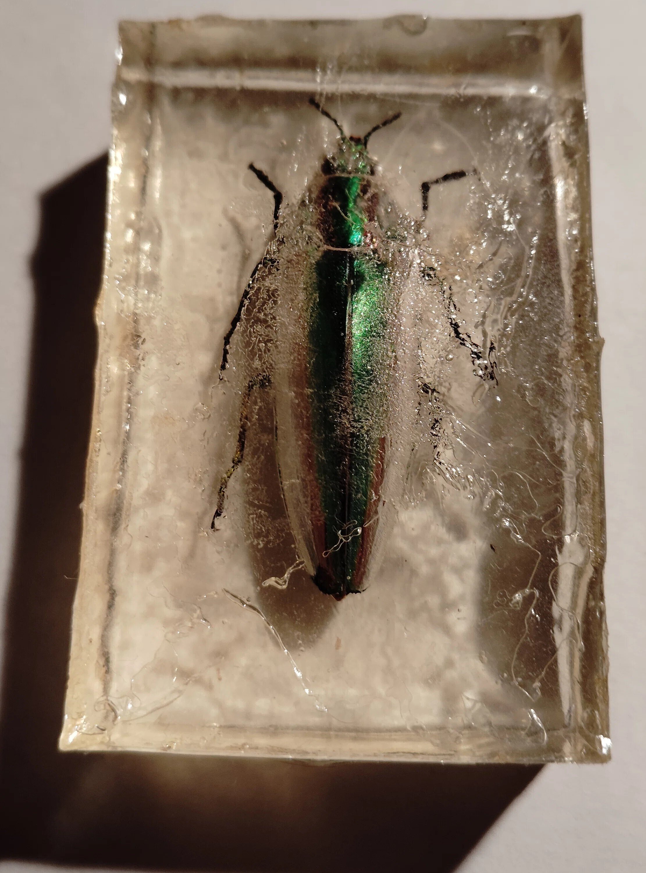 博物館には置けない宝石。｜タマムシ樹脂標本｜雨宿